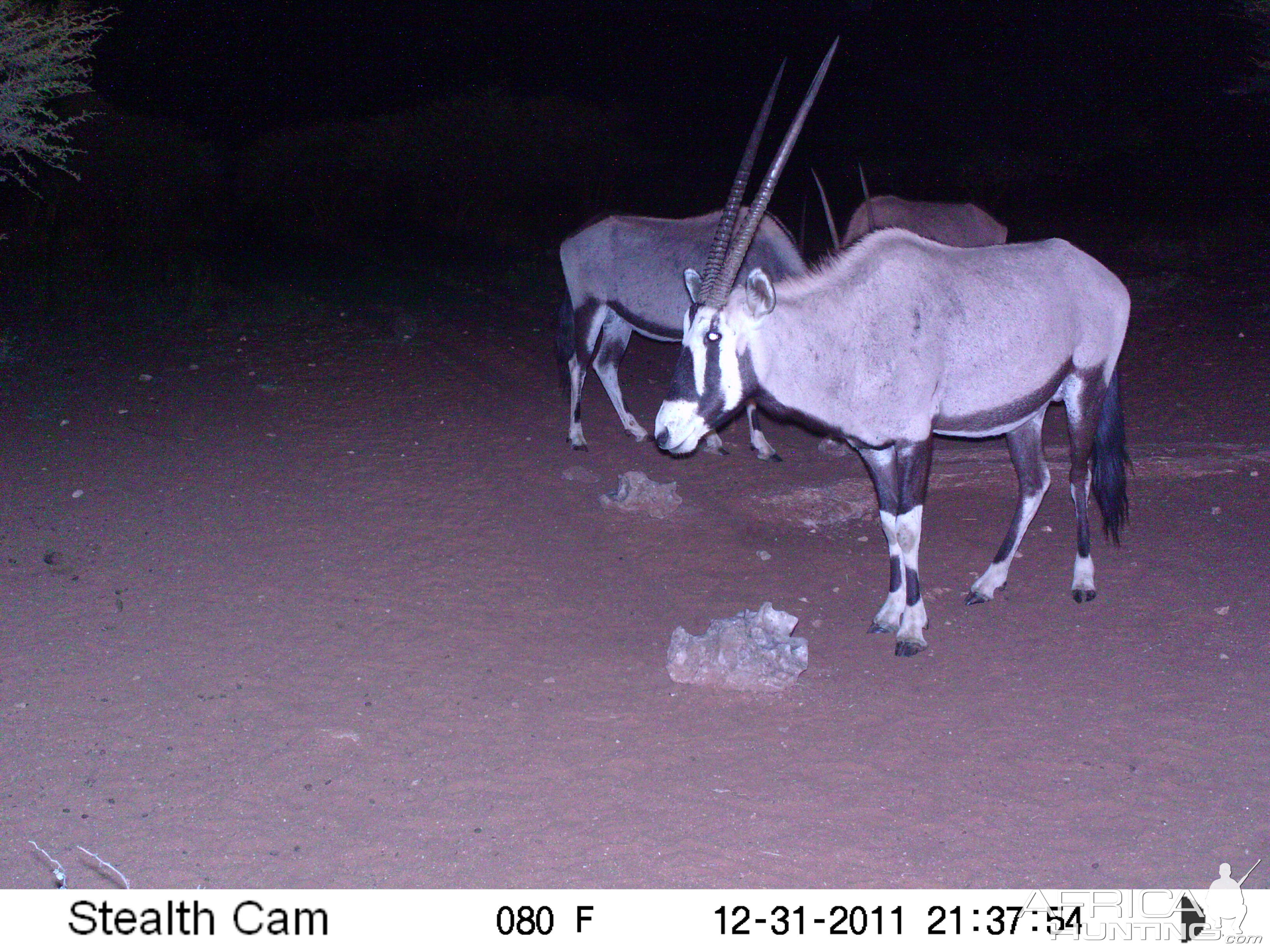 Trail Camera Namibia