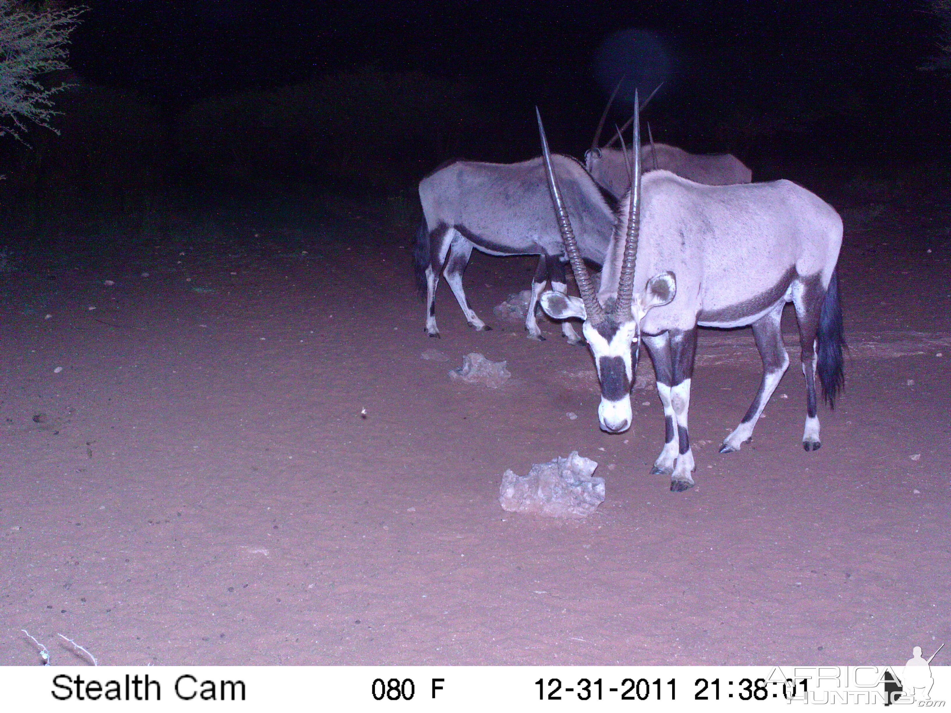 Trail Camera Namibia