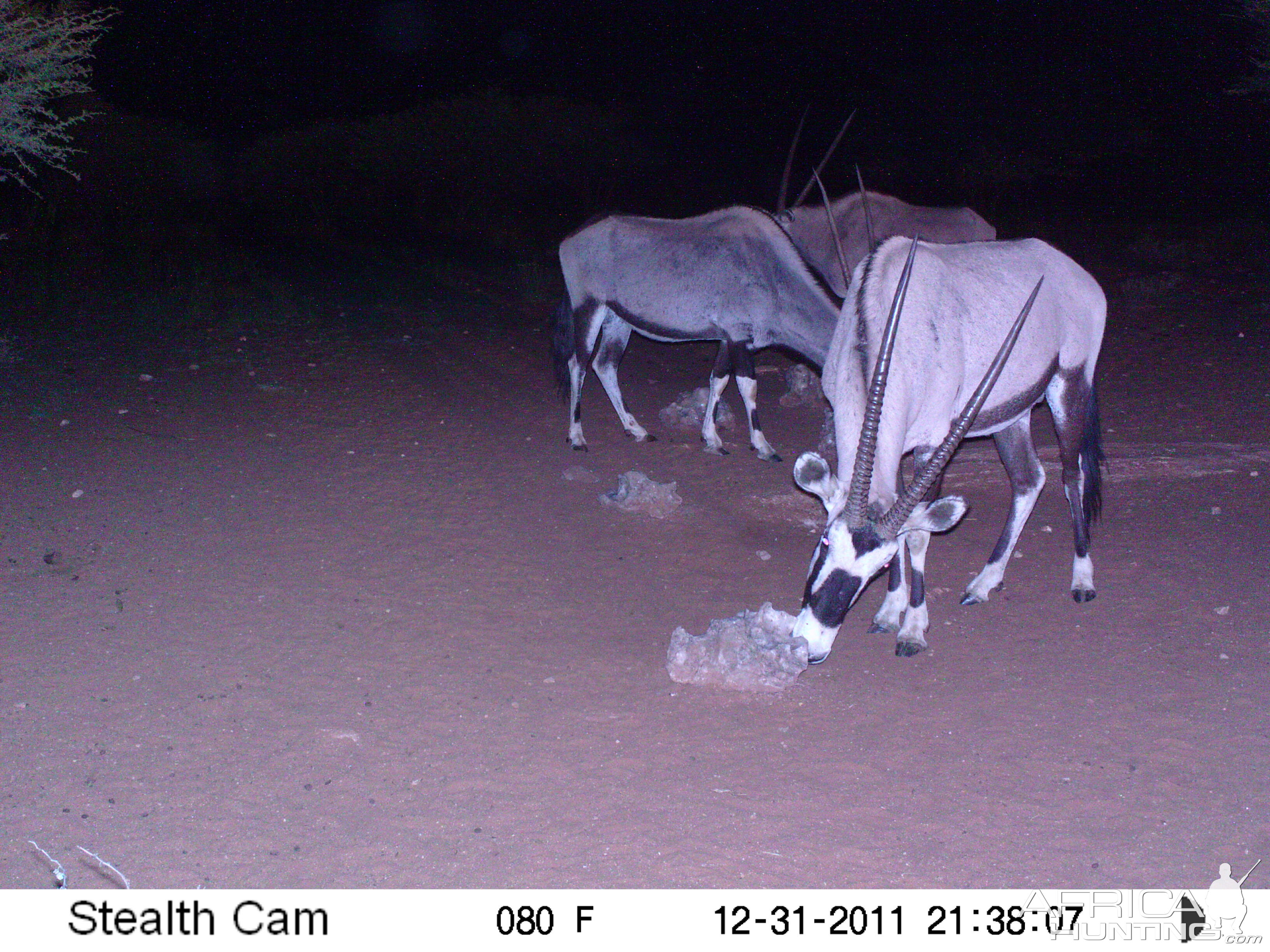 Trail Camera Namibia