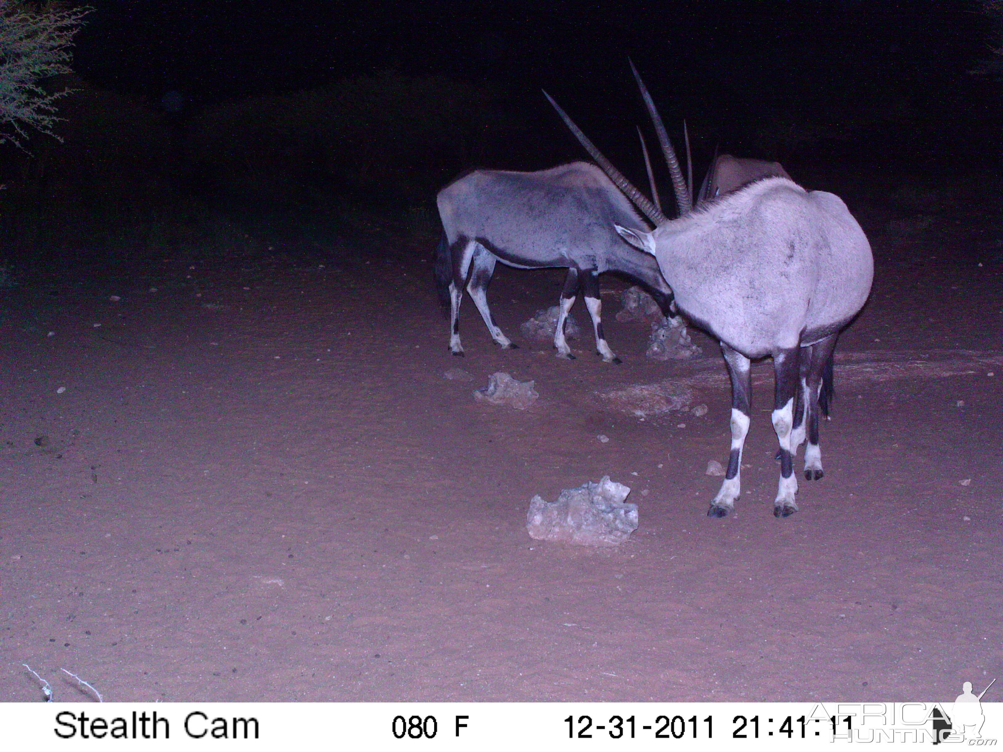 Trail Camera Namibia