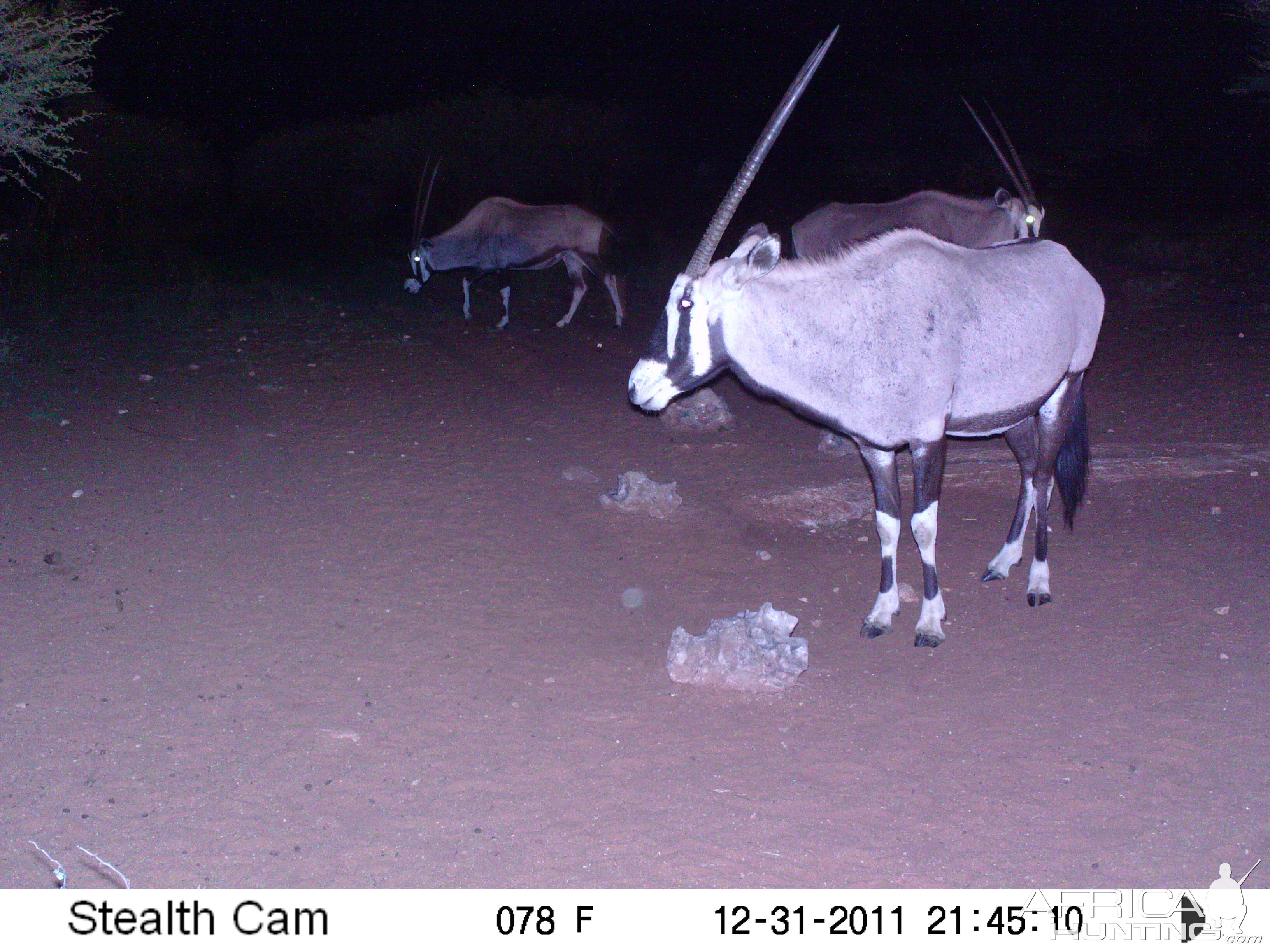 Trail Camera Namibia