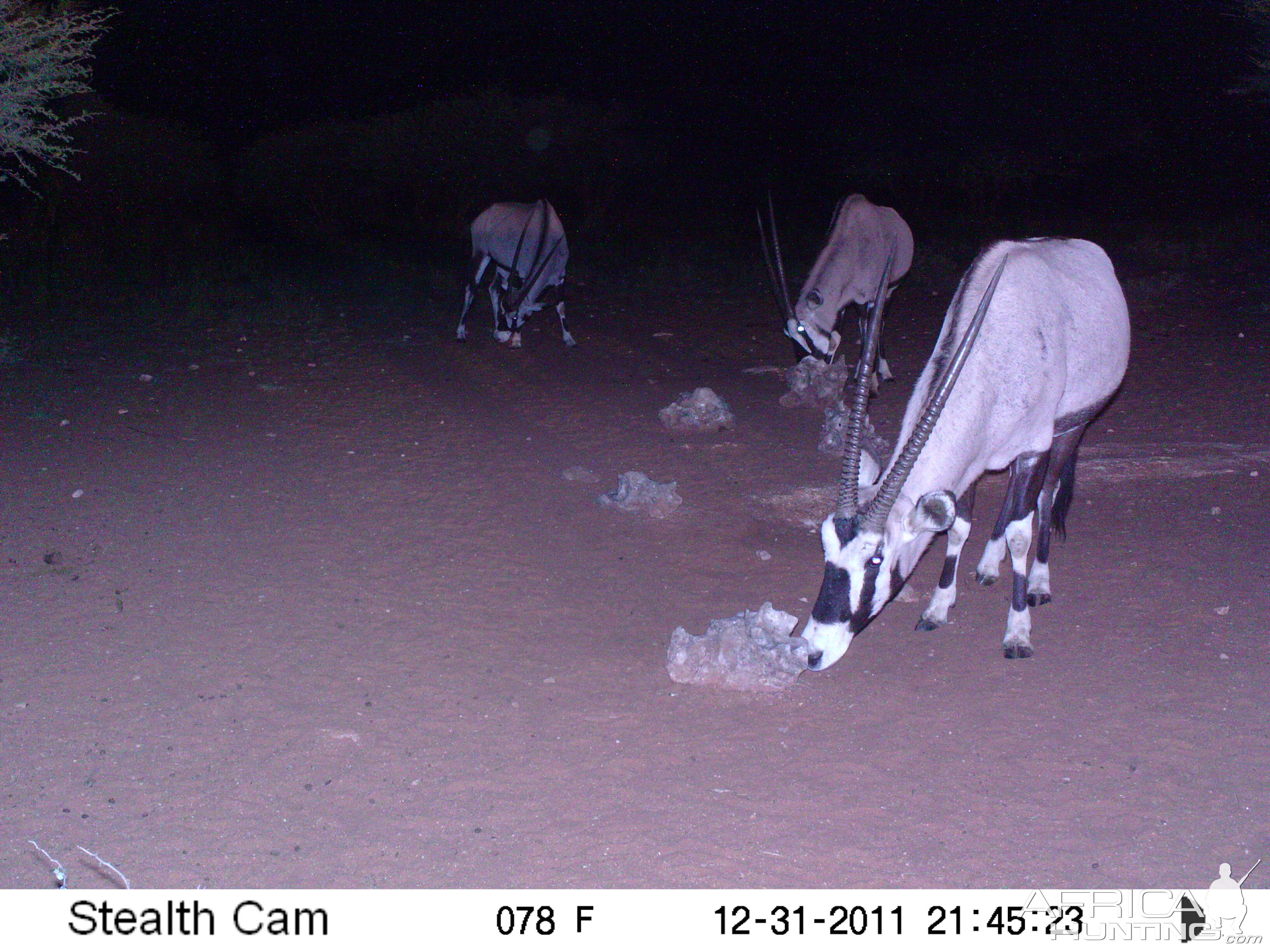 Trail Camera Namibia