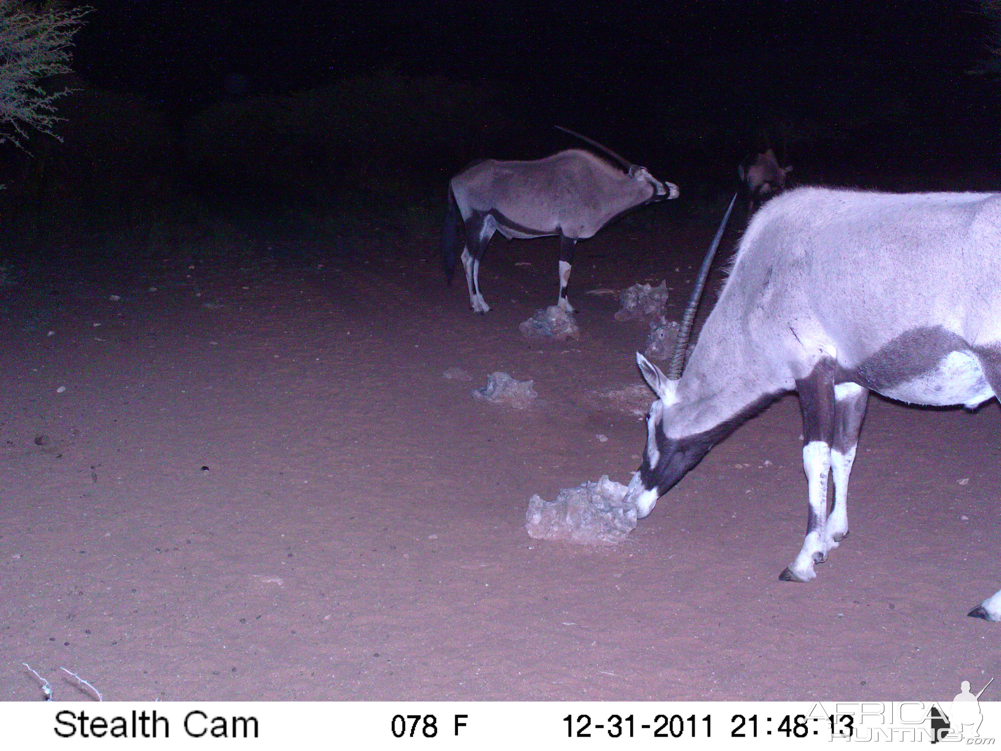 Trail Camera Namibia