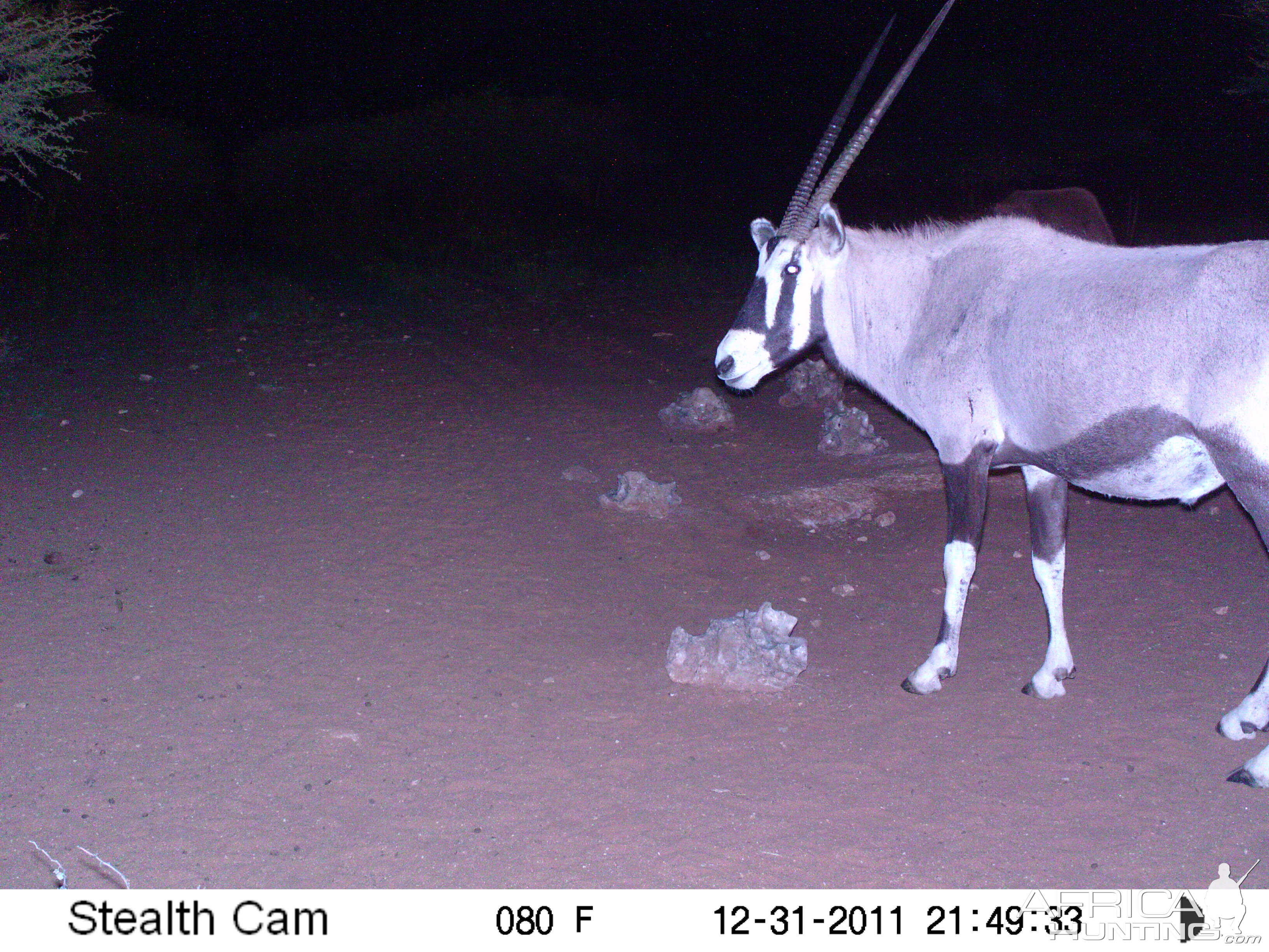 Trail Camera Namibia