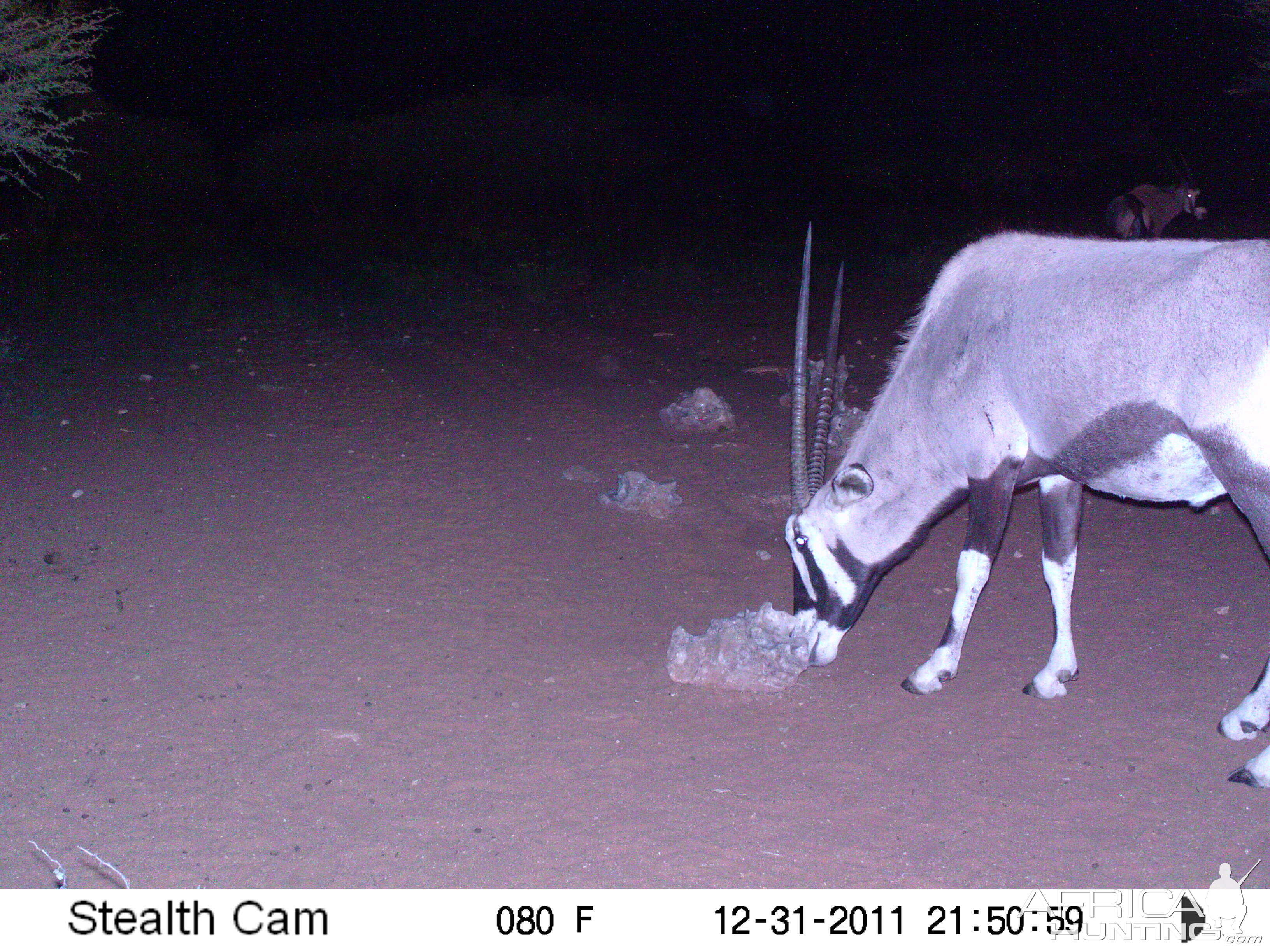 Trail Camera Namibia