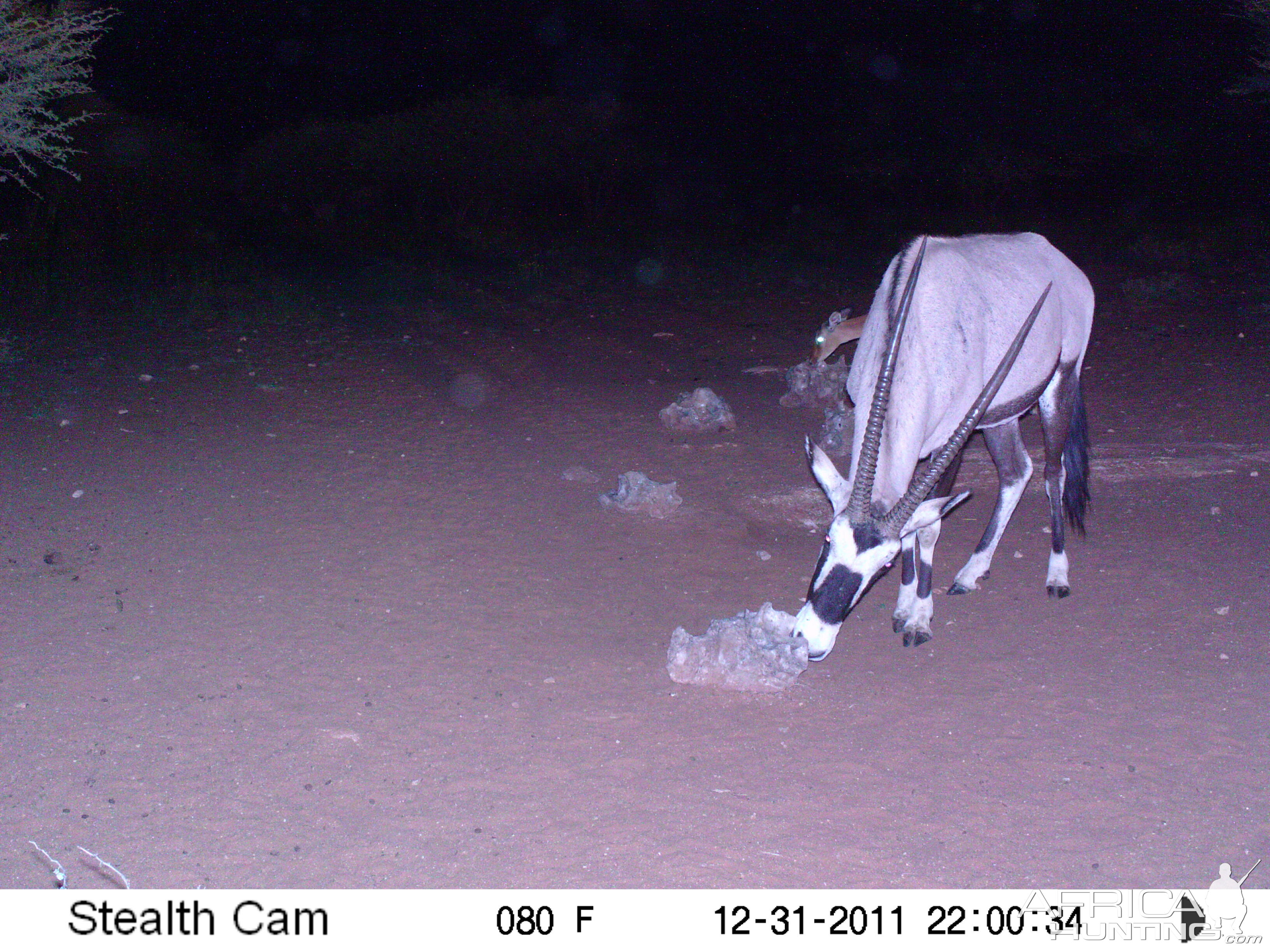 Trail Camera Namibia