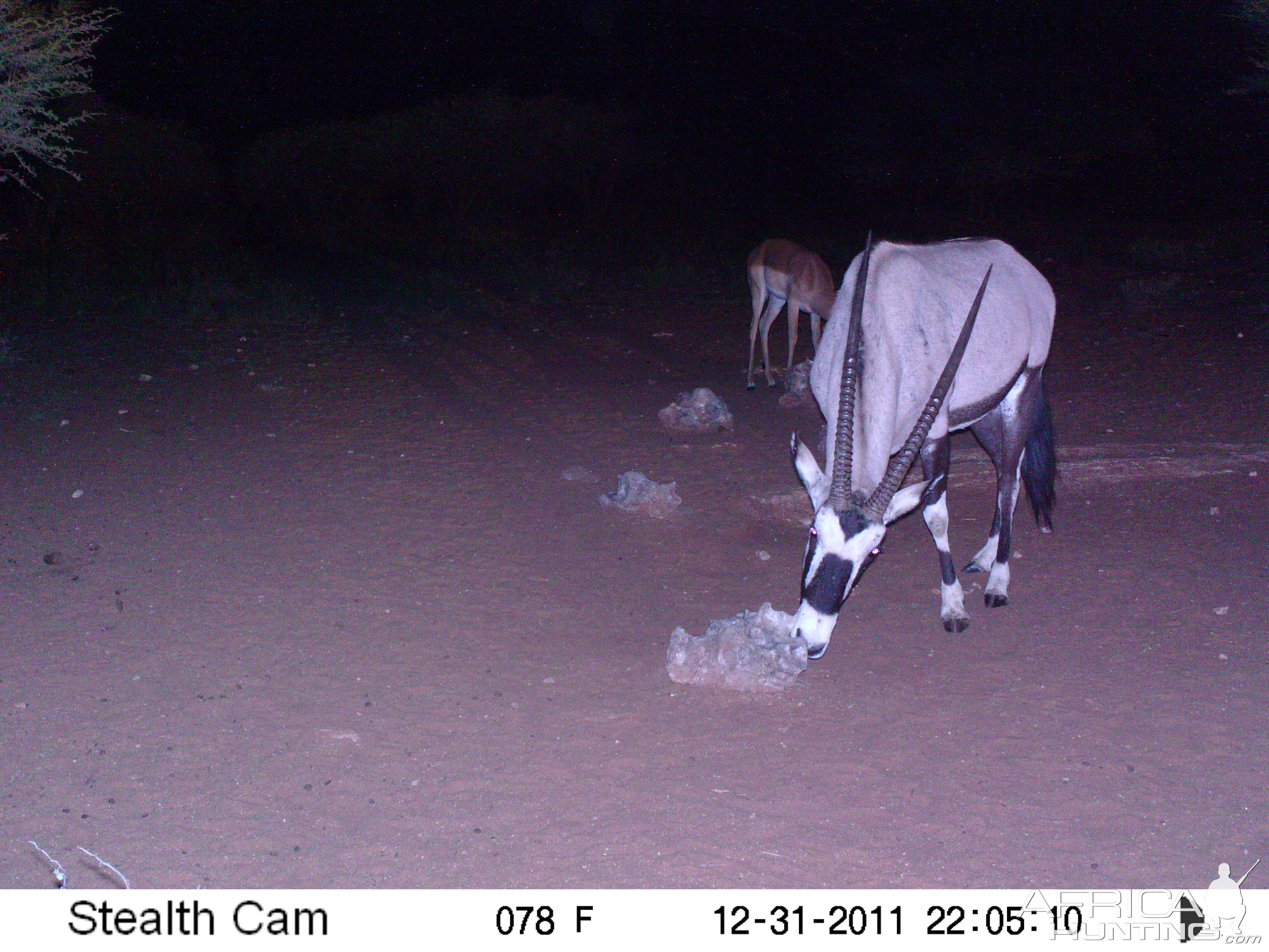 Trail Camera Namibia