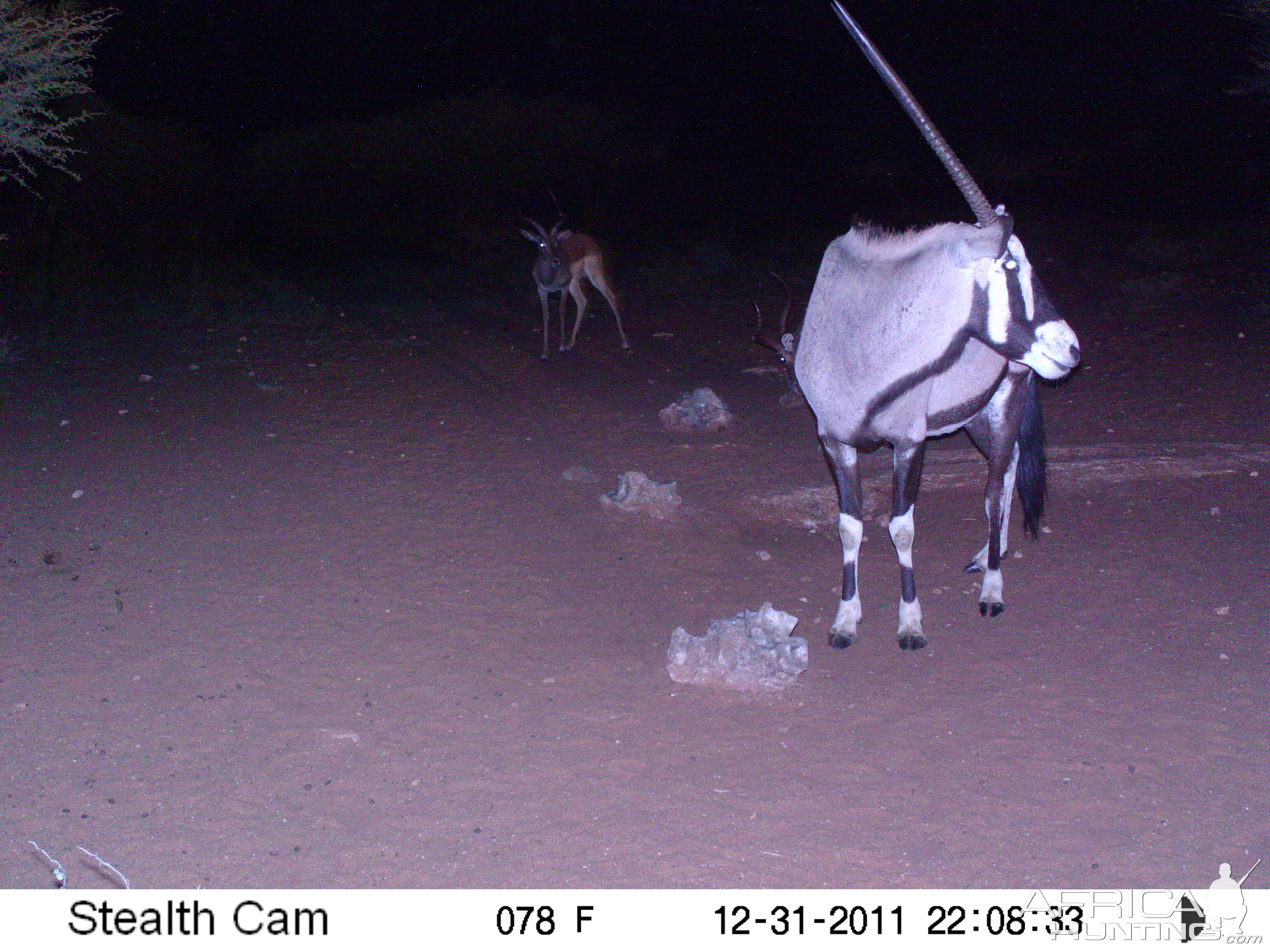 Trail Camera Namibia