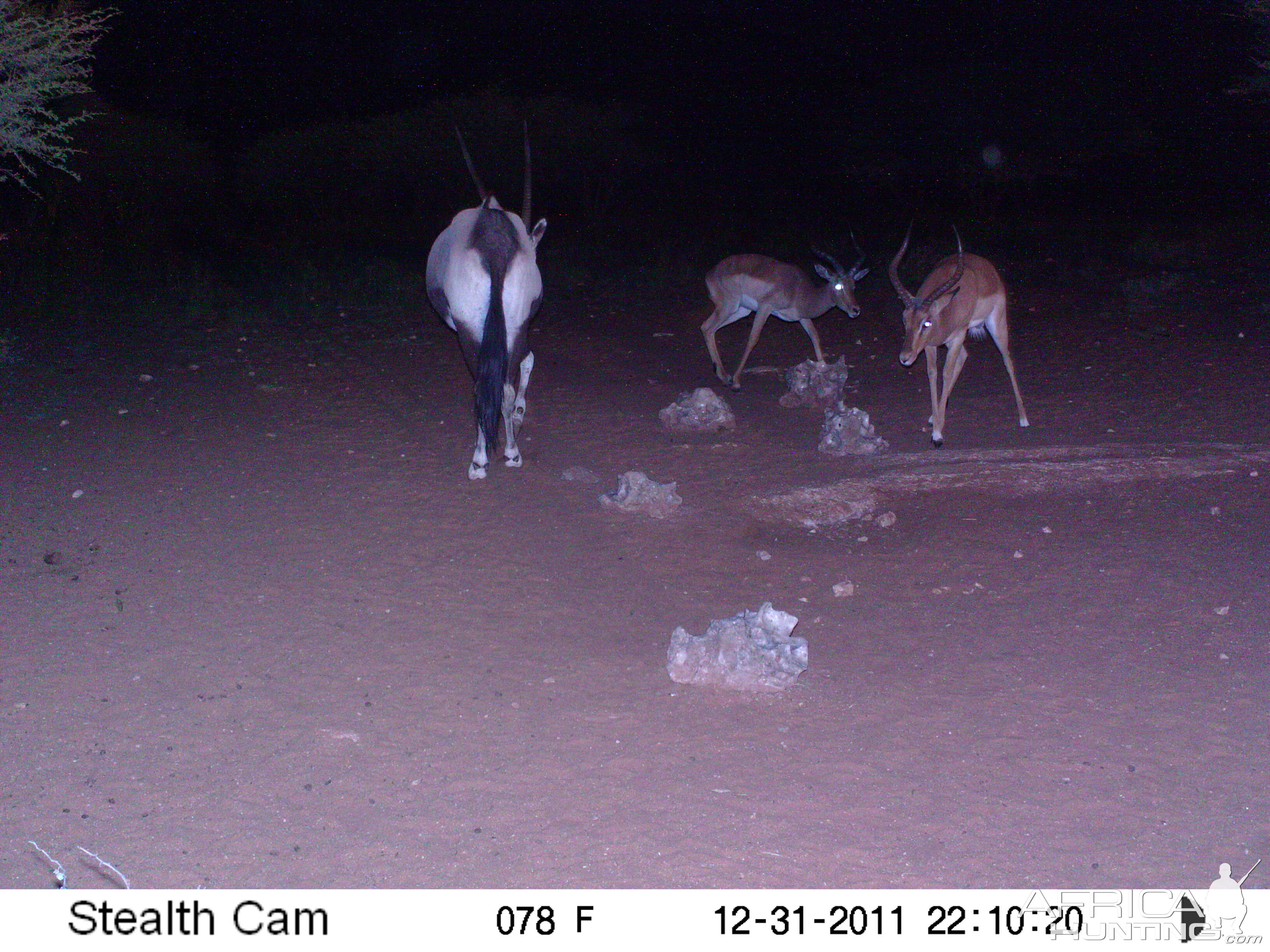 Trail Camera Namibia