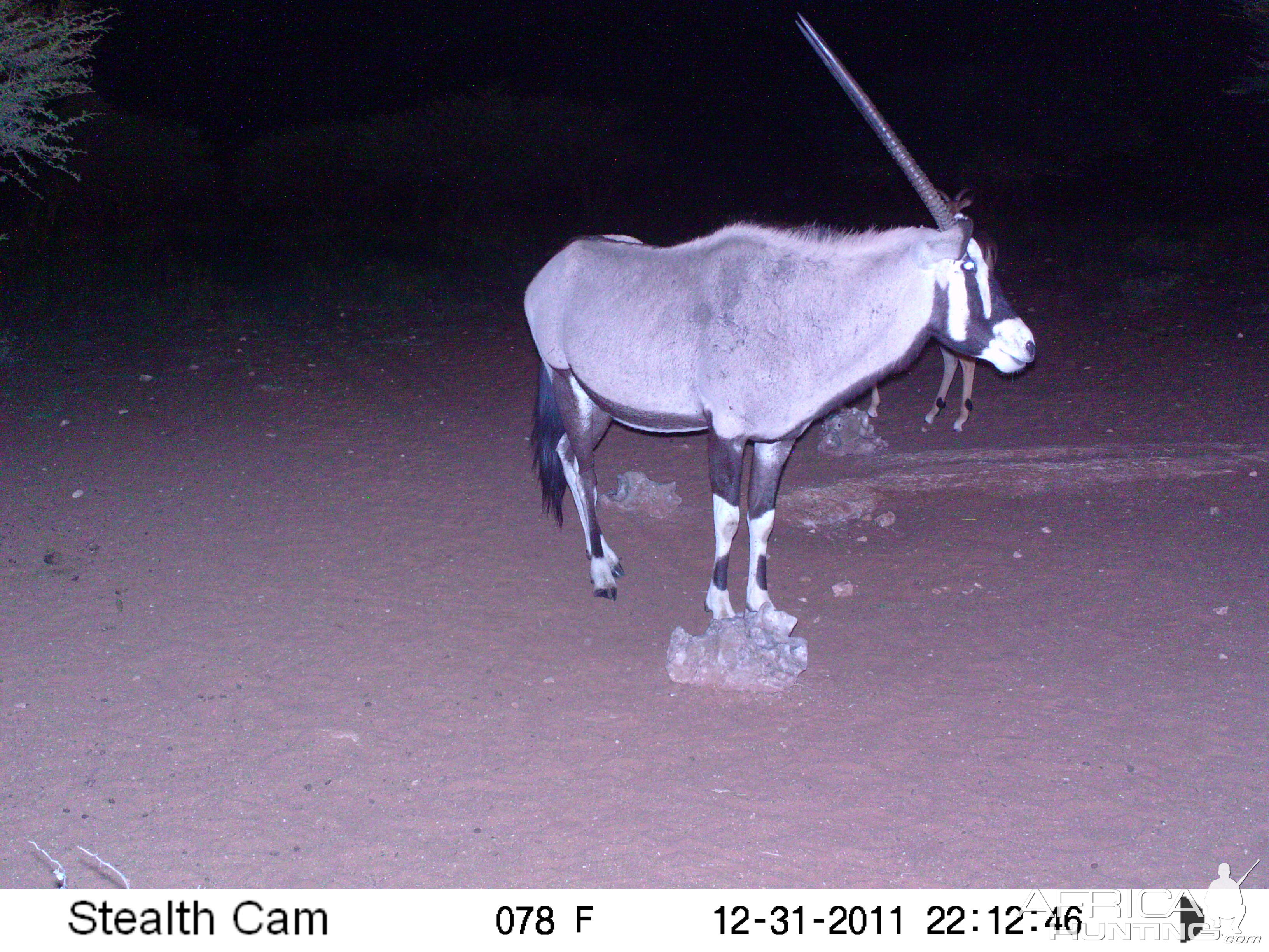 Trail Camera Namibia