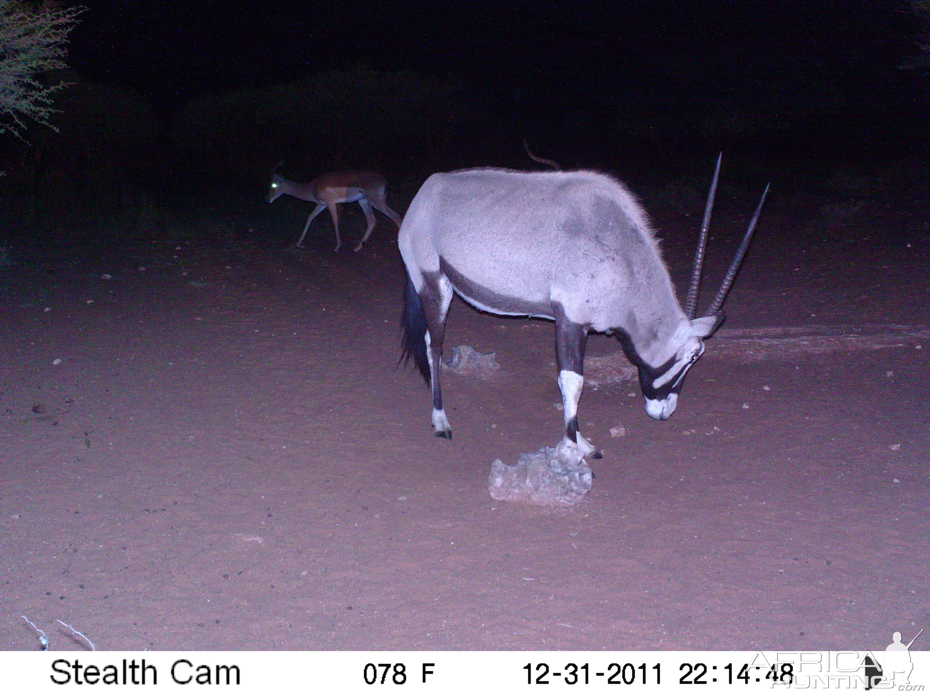 Trail Camera Namibia