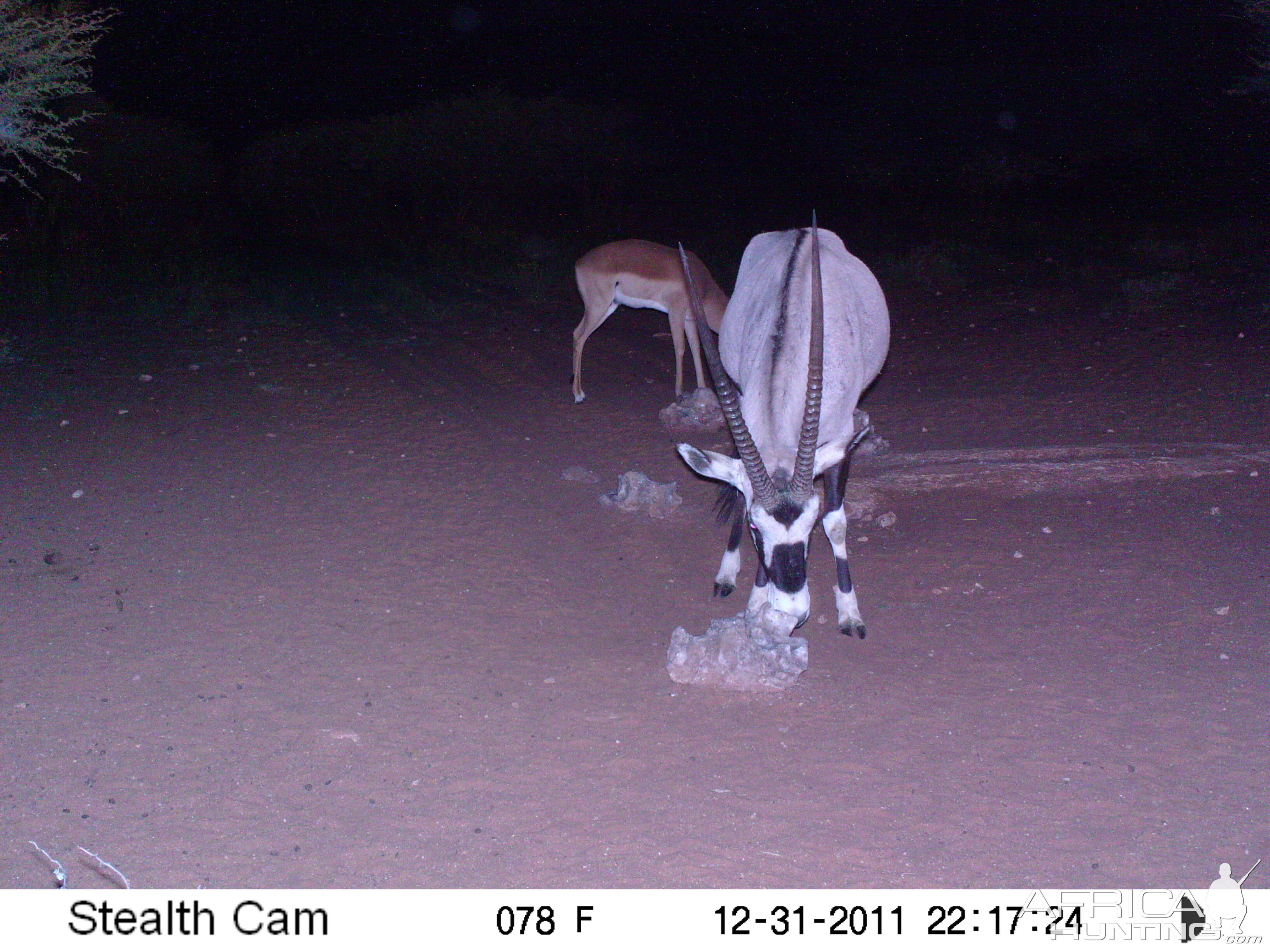 Trail Camera Namibia