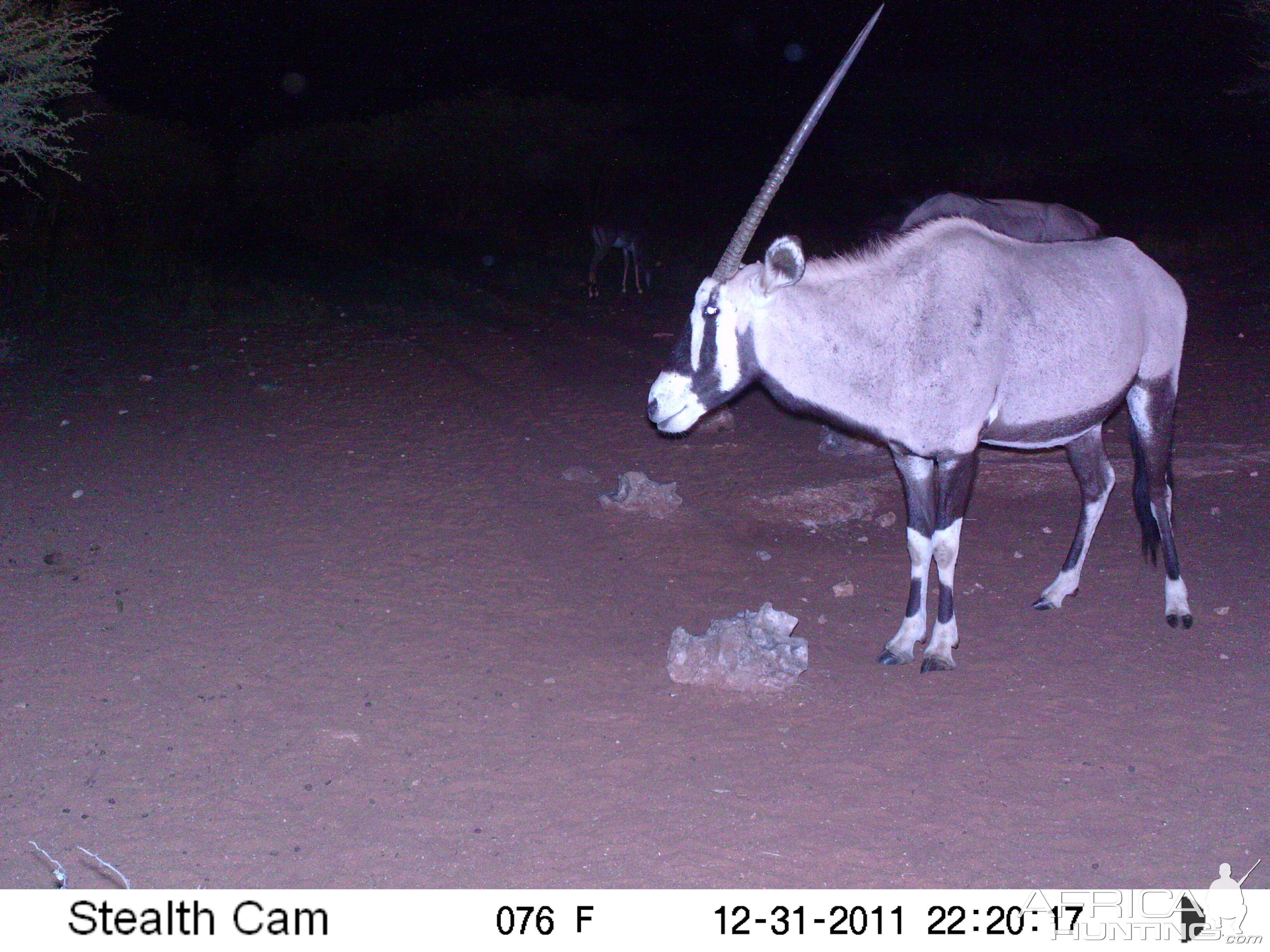 Trail Camera Namibia