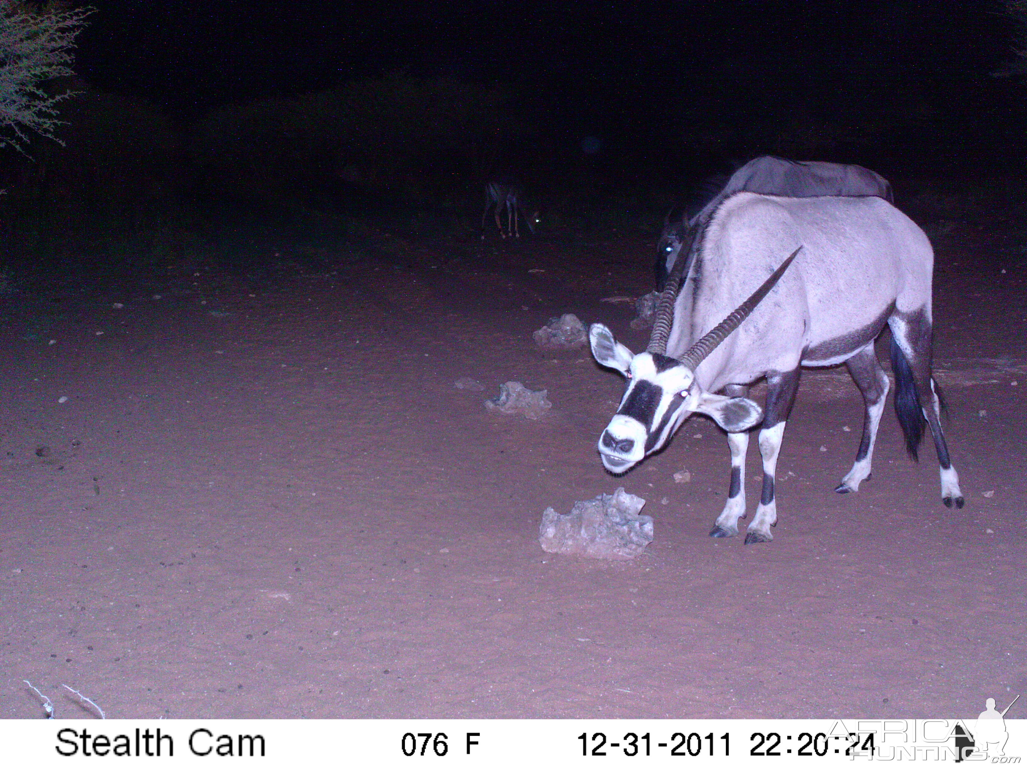 Trail Camera Namibia