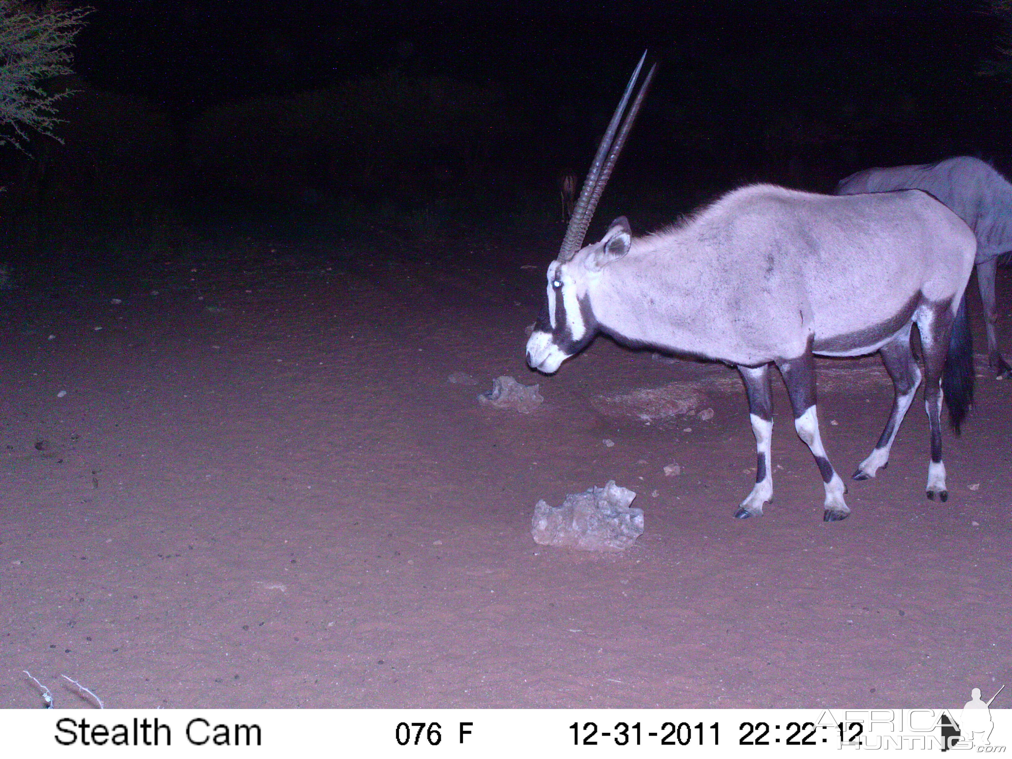 Trail Camera Namibia