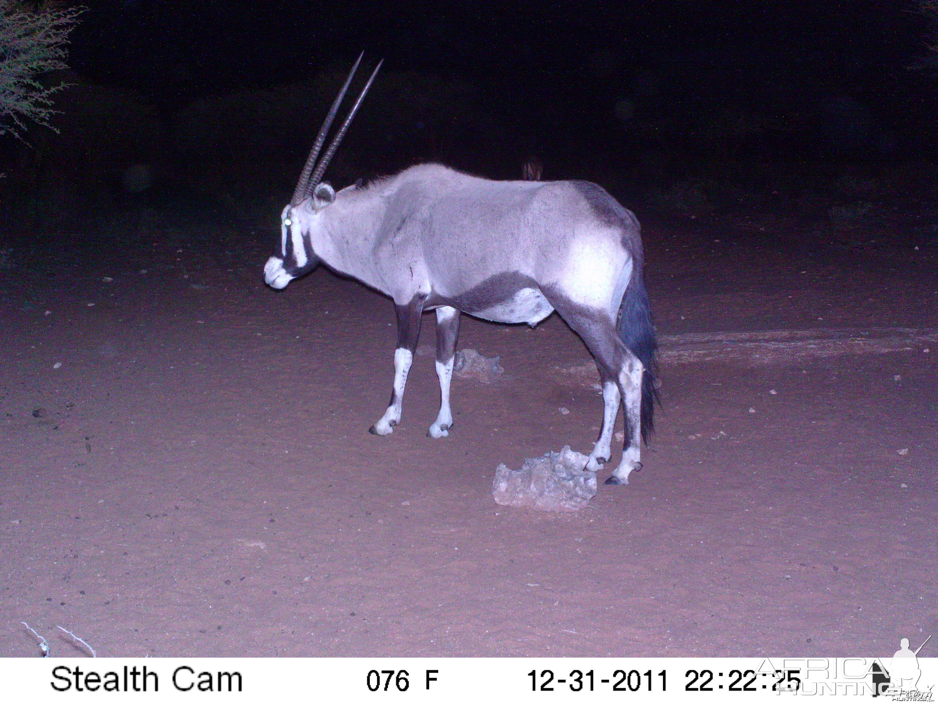 Trail Camera Namibia