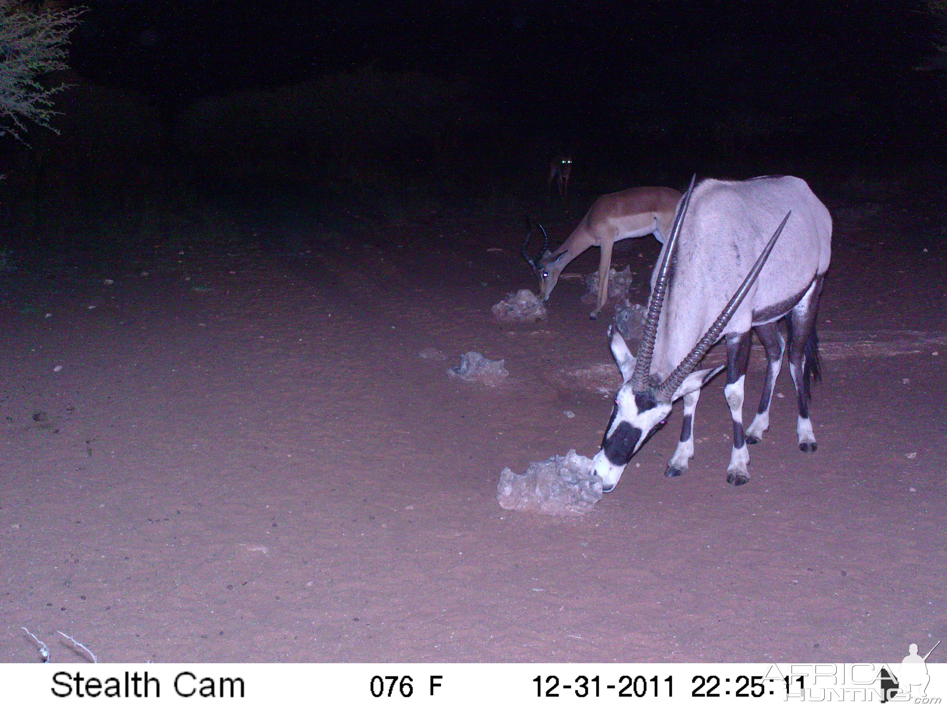 Trail Camera Namibia