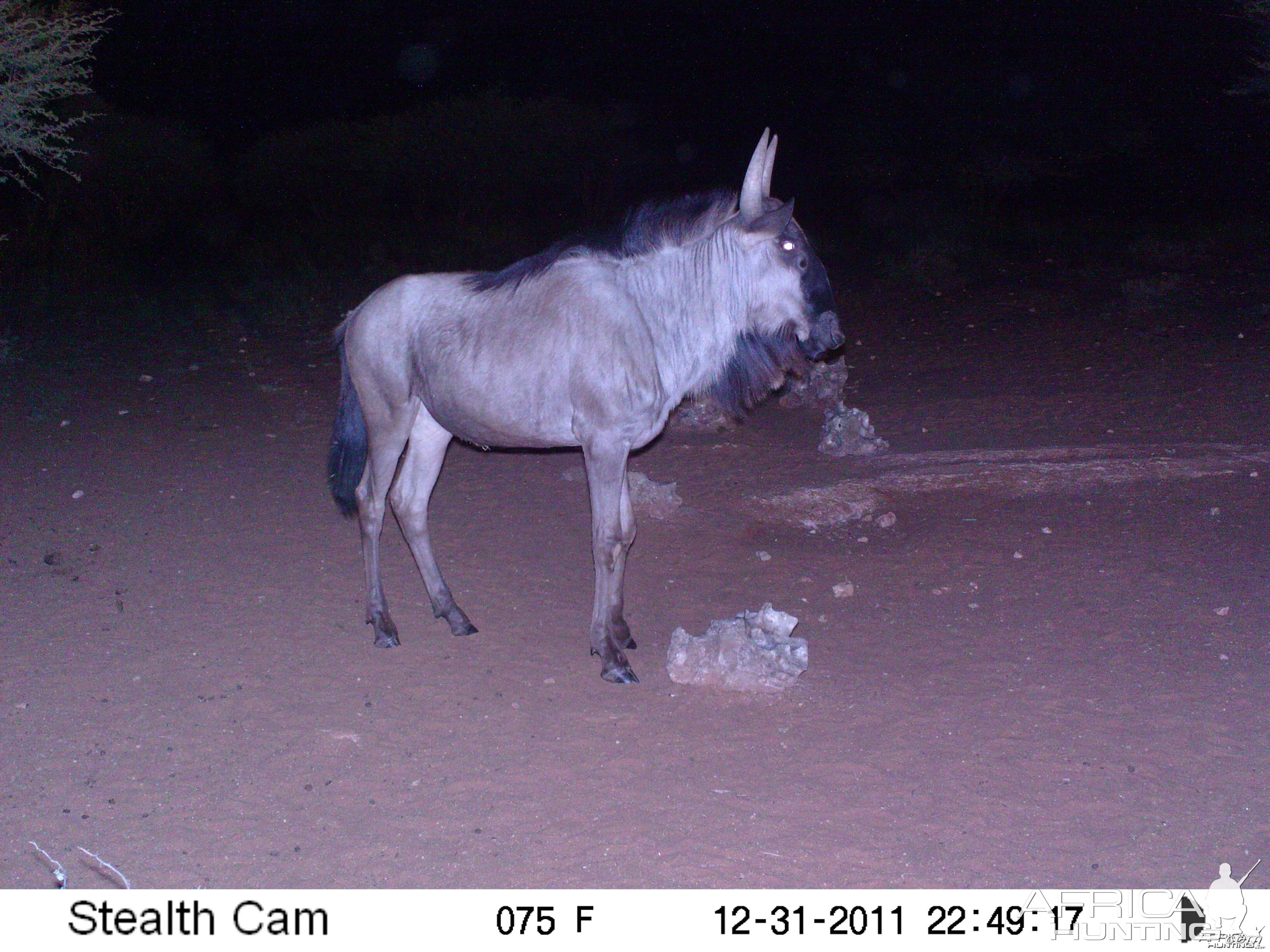 Trail Camera Namibia