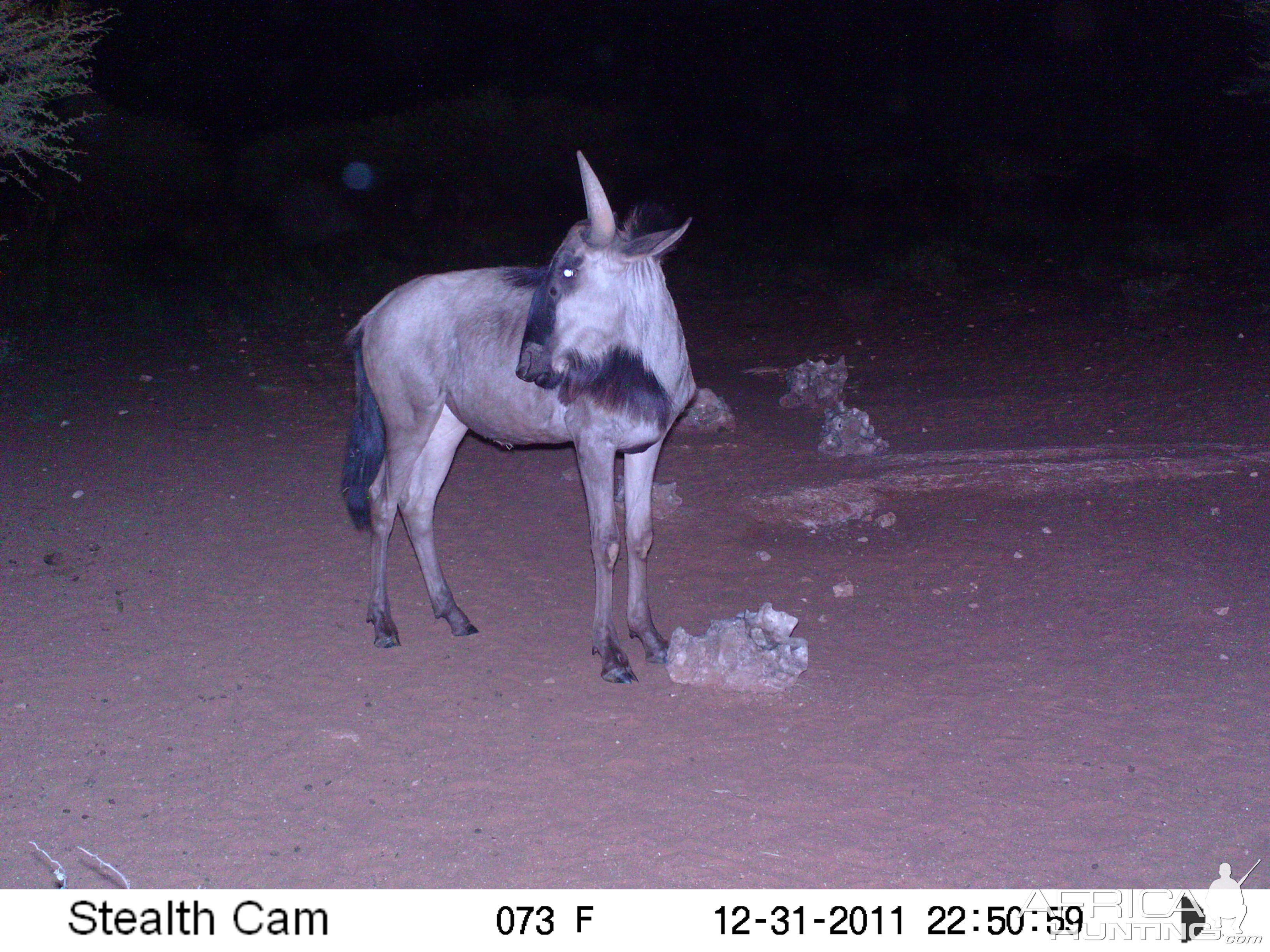 Trail Camera Namibia