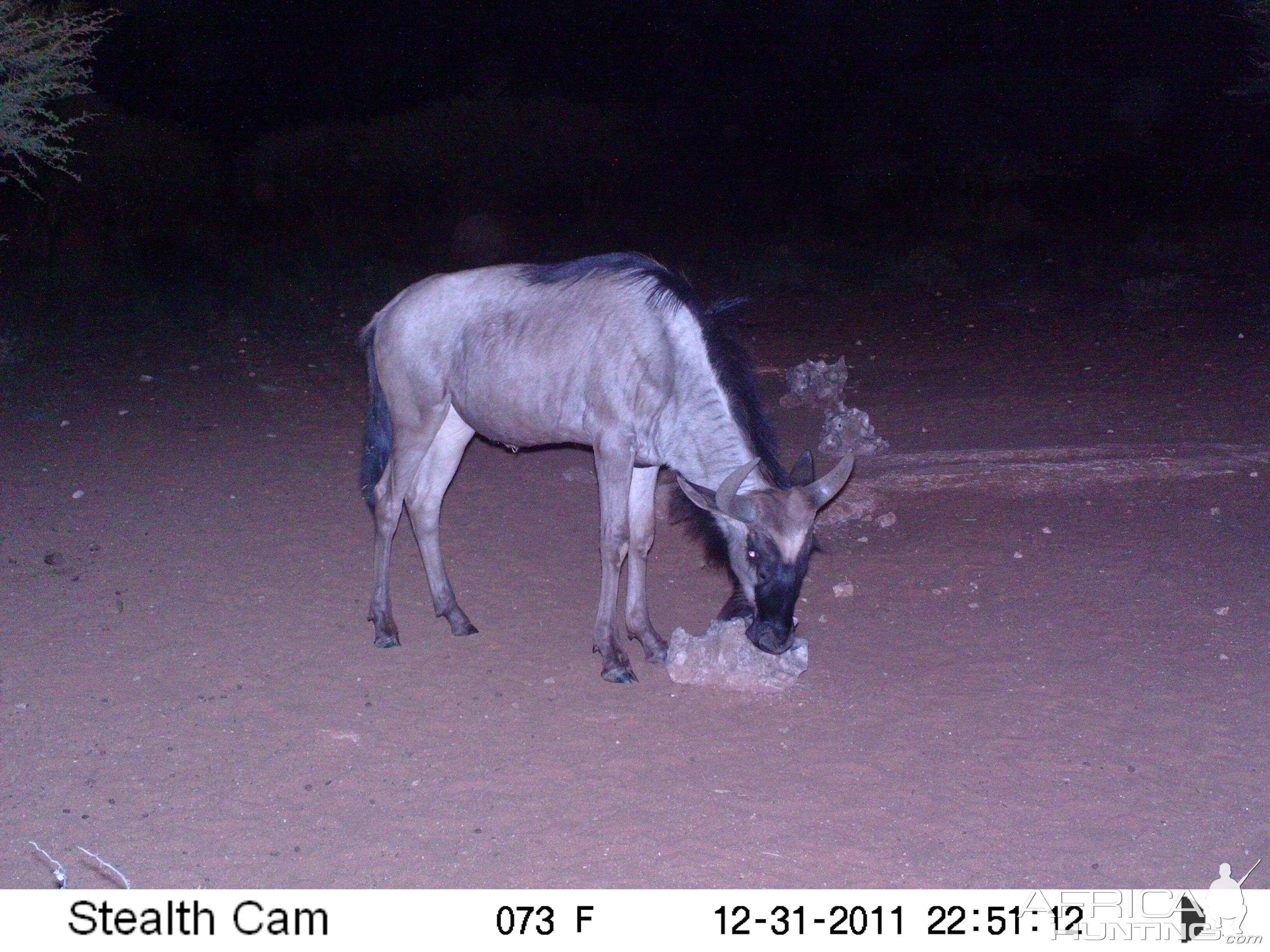 Trail Camera Namibia