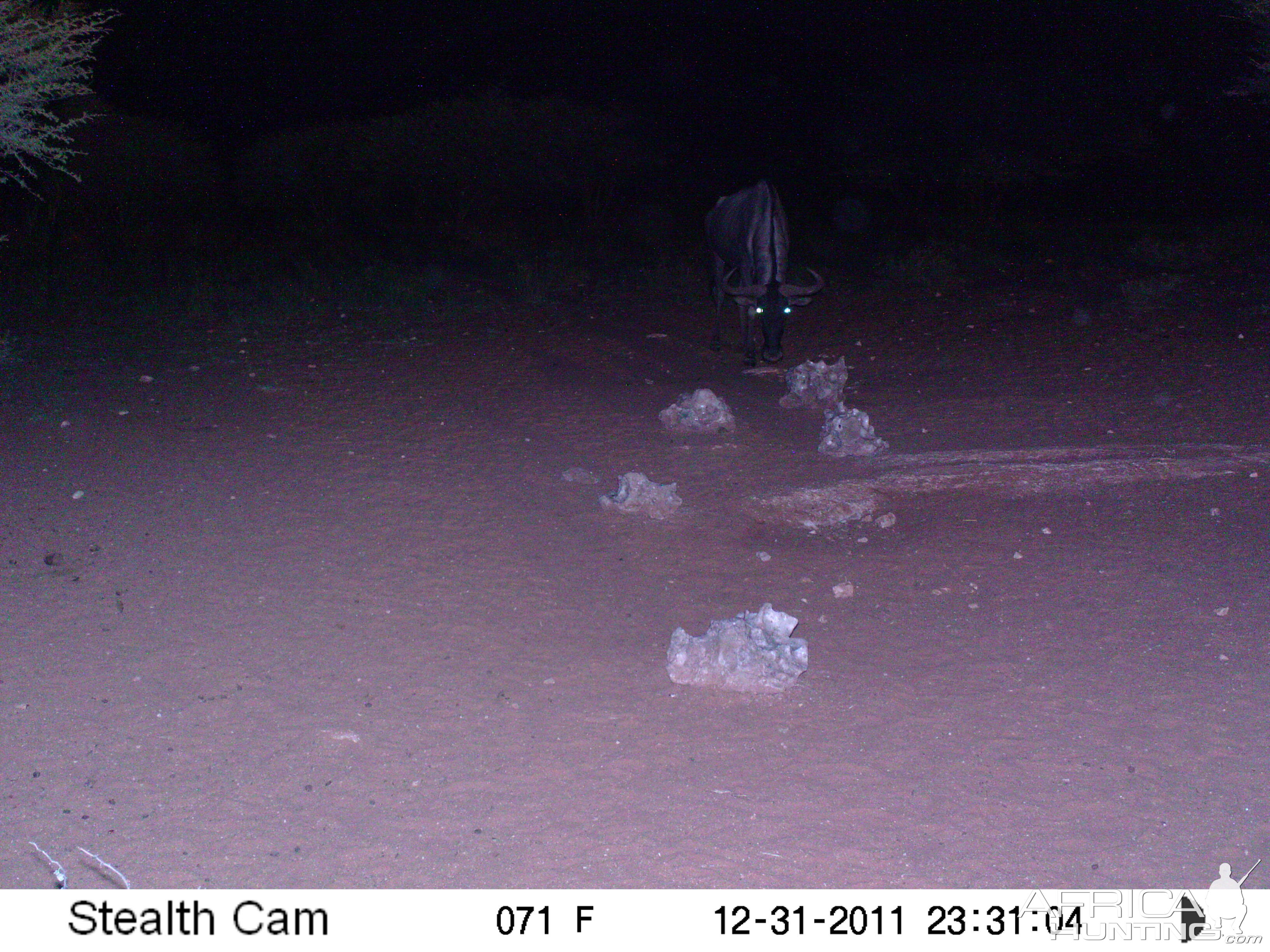 Trail Camera Namibia