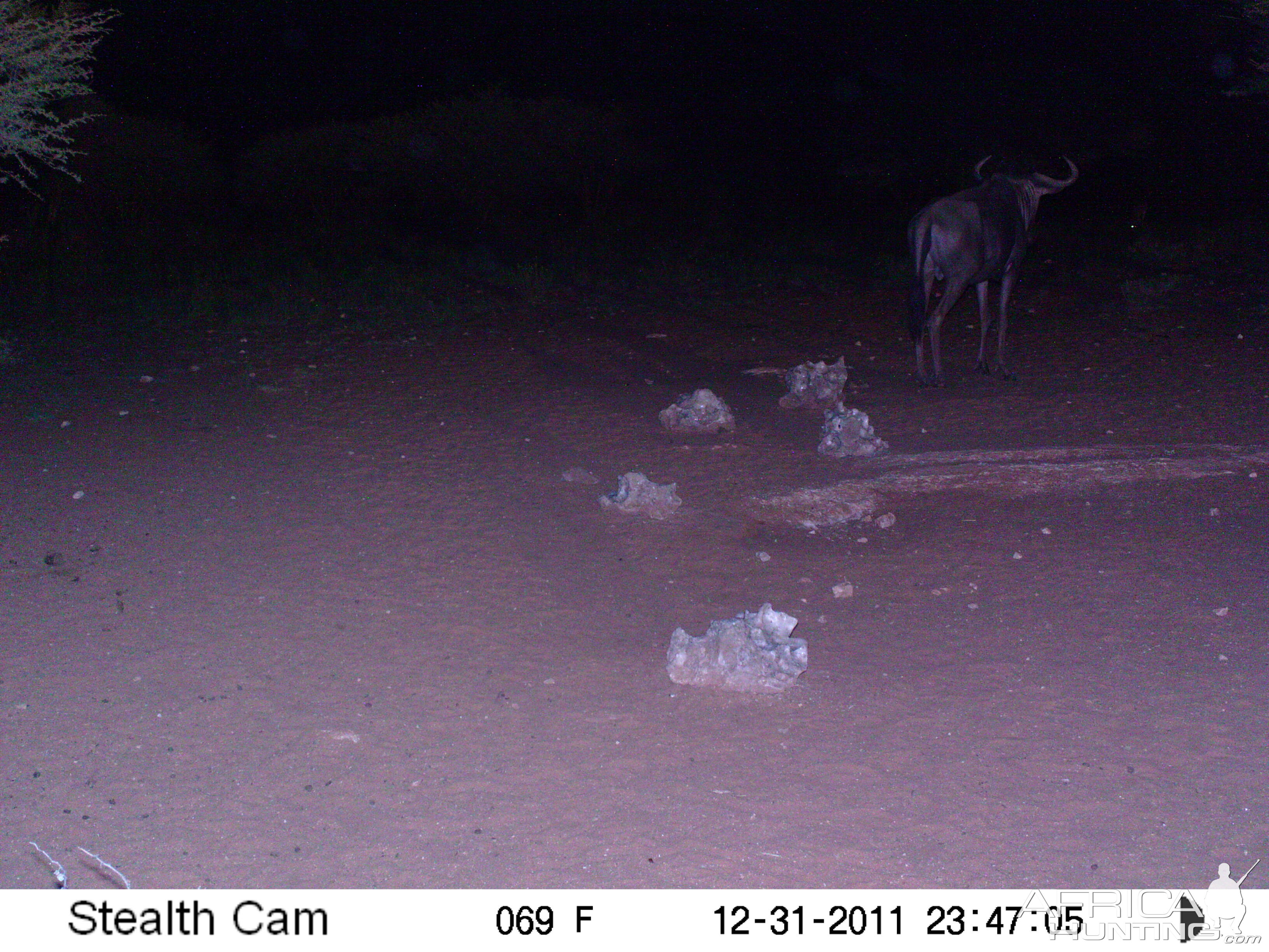 Trail Camera Namibia