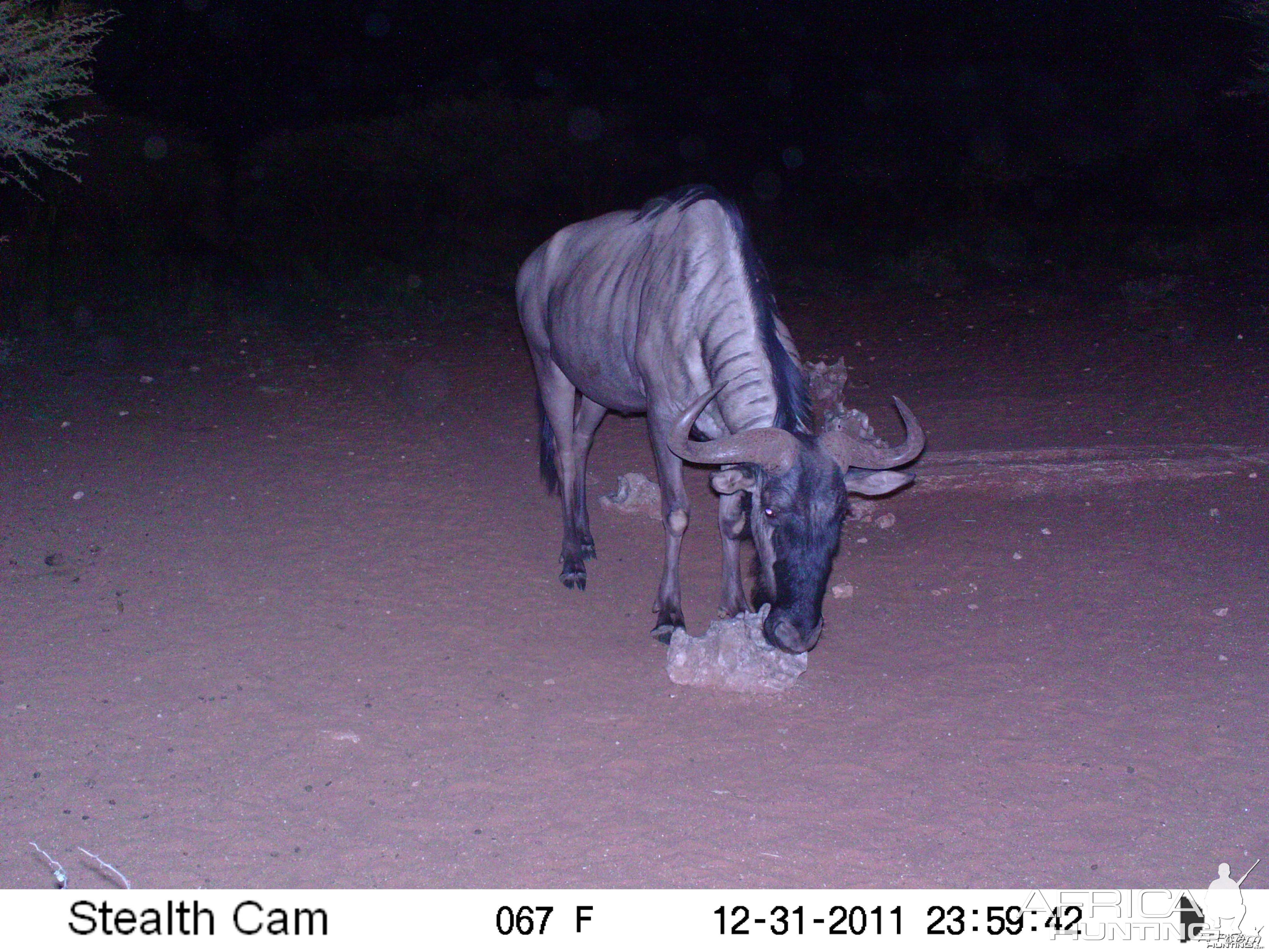 Trail Camera Namibia