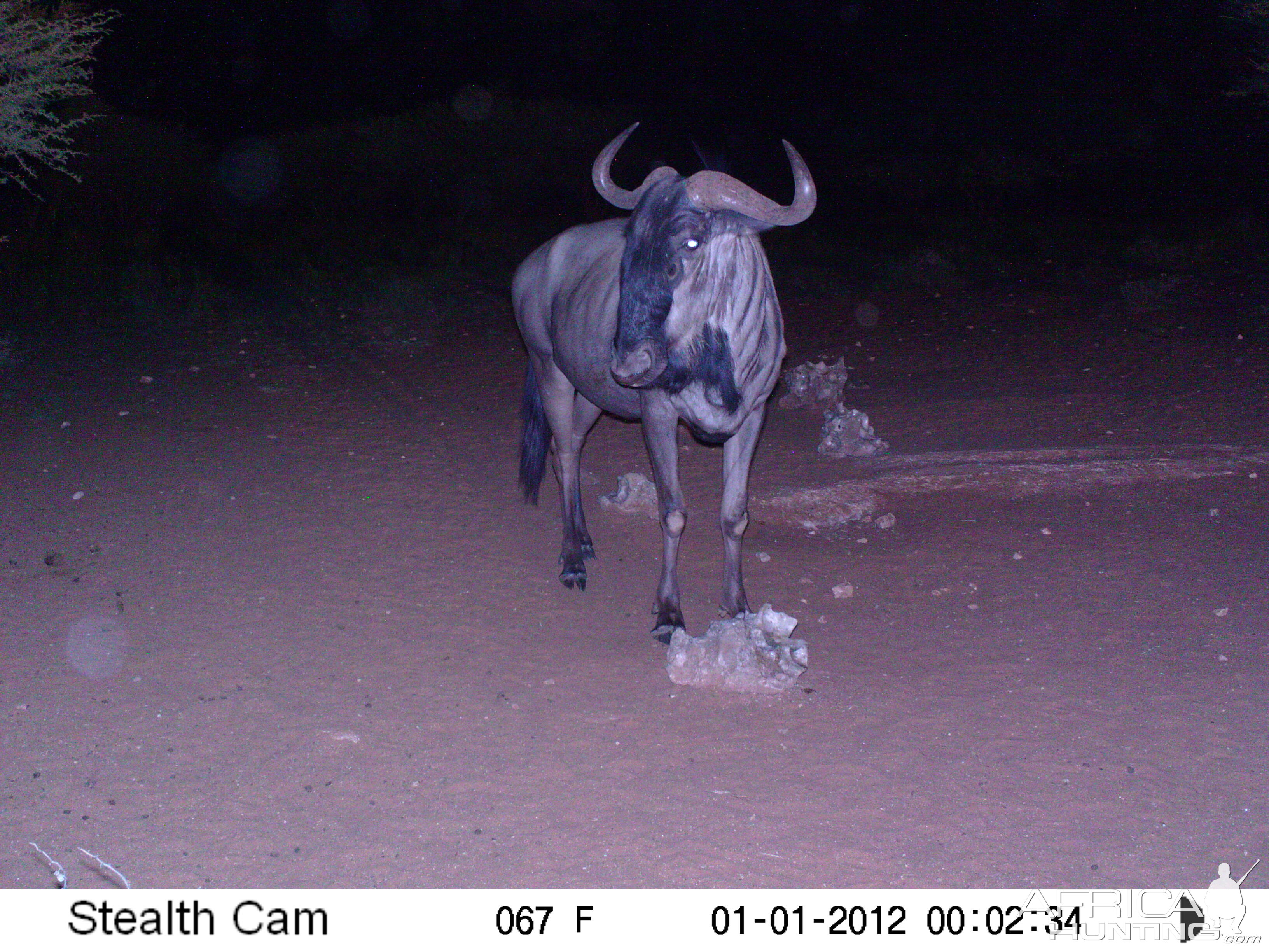 Trail Camera Namibia