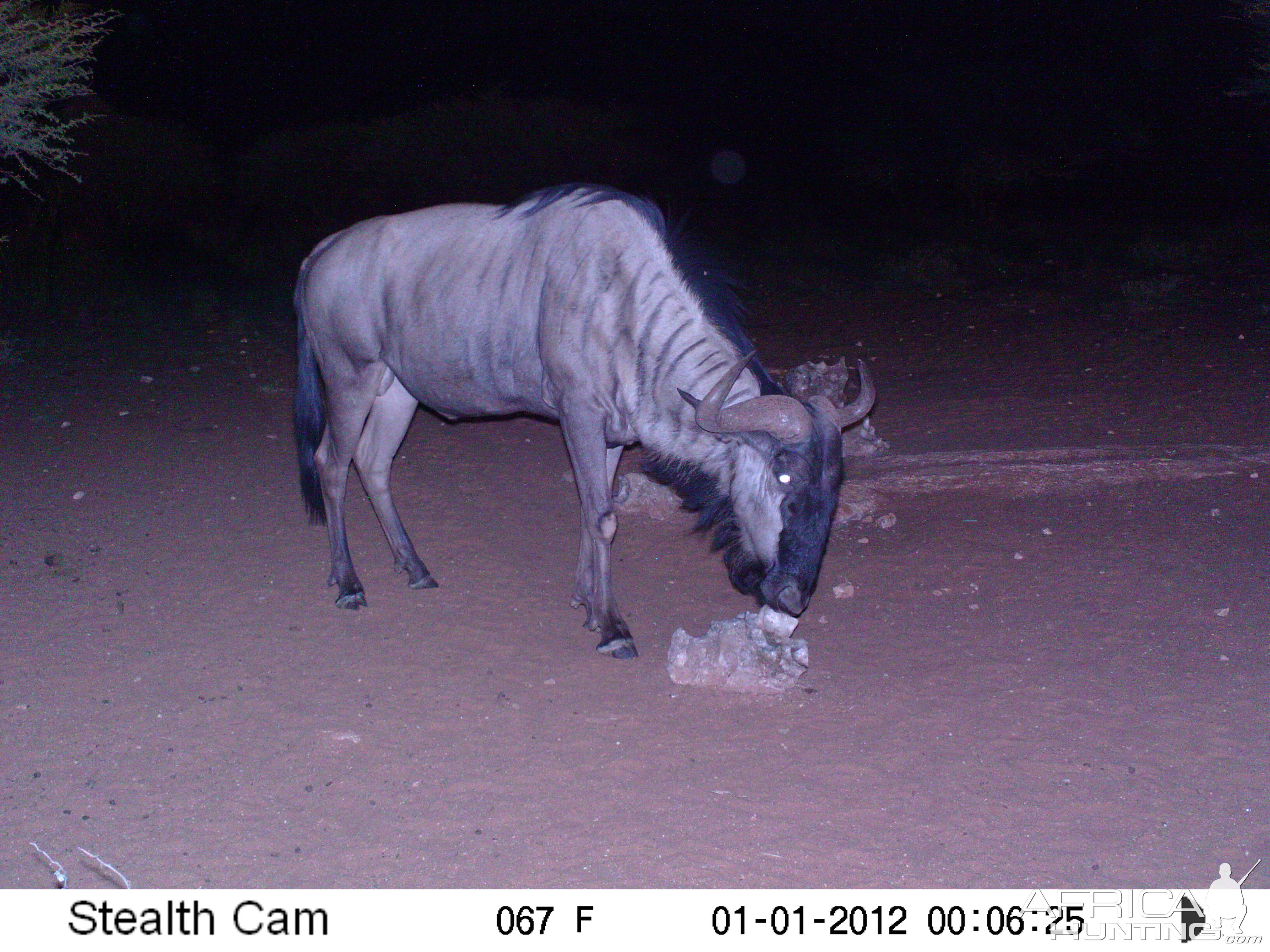 Trail Camera Namibia