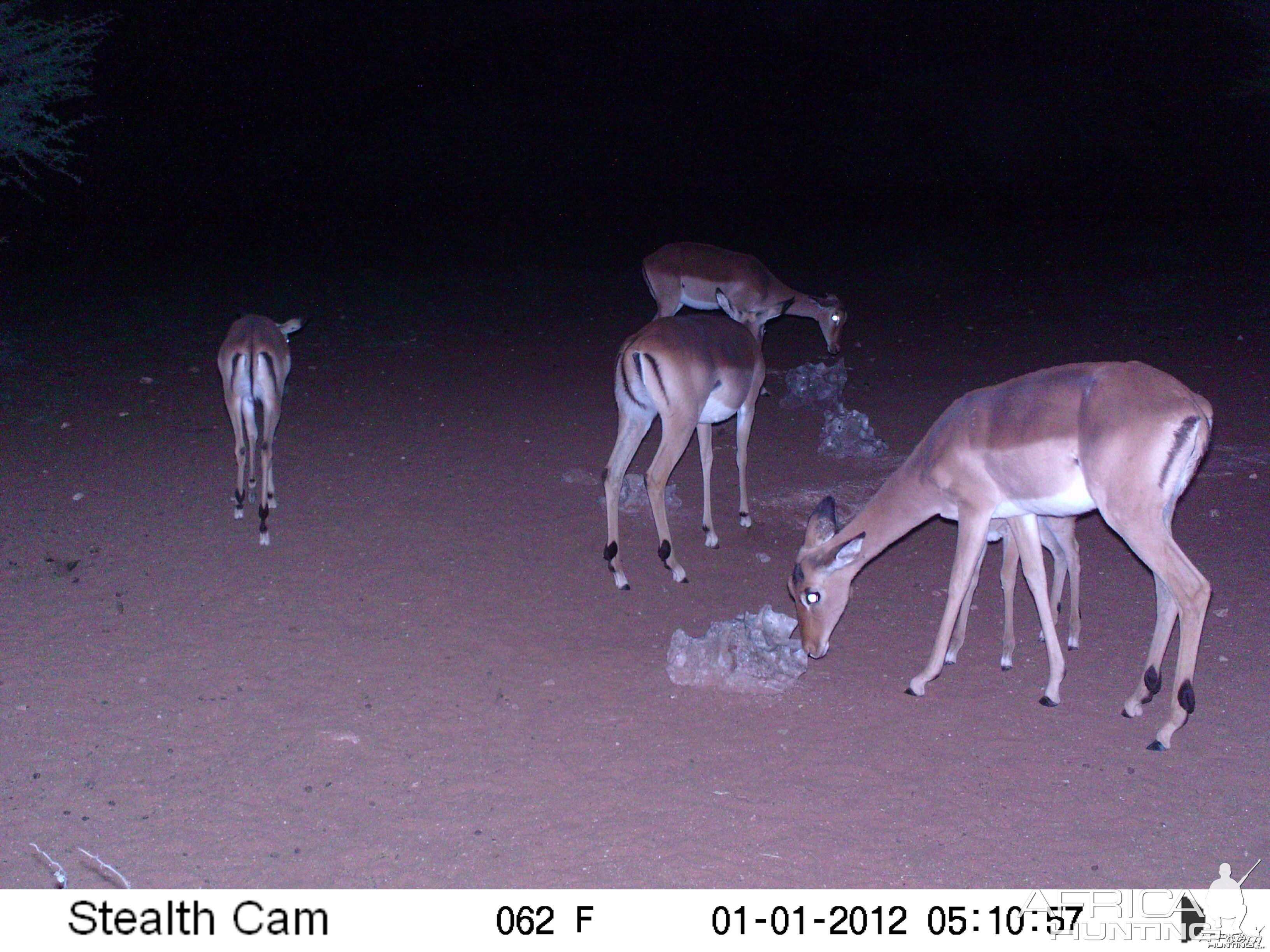 Trail Camera Namibia