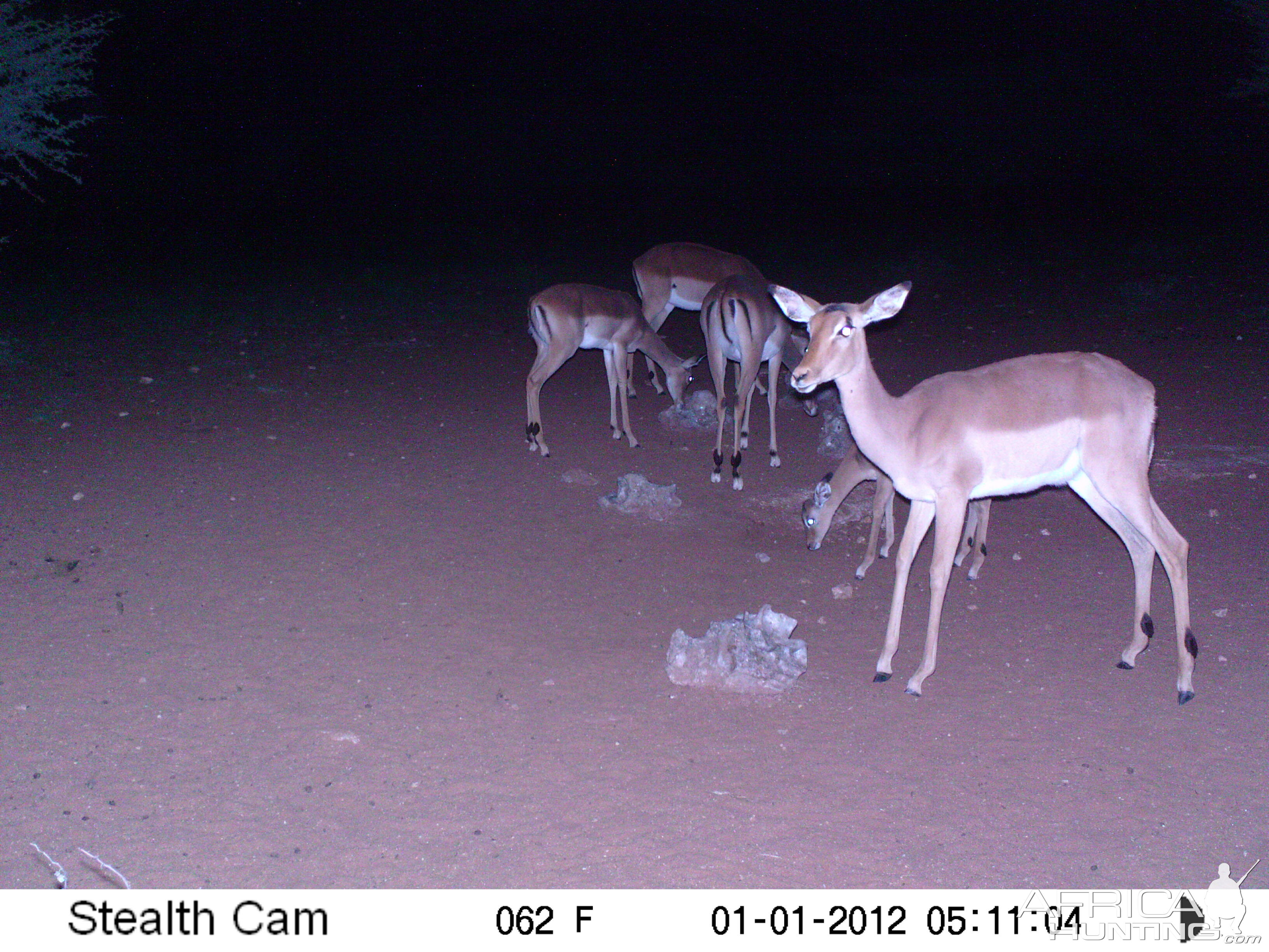 Trail Camera Namibia