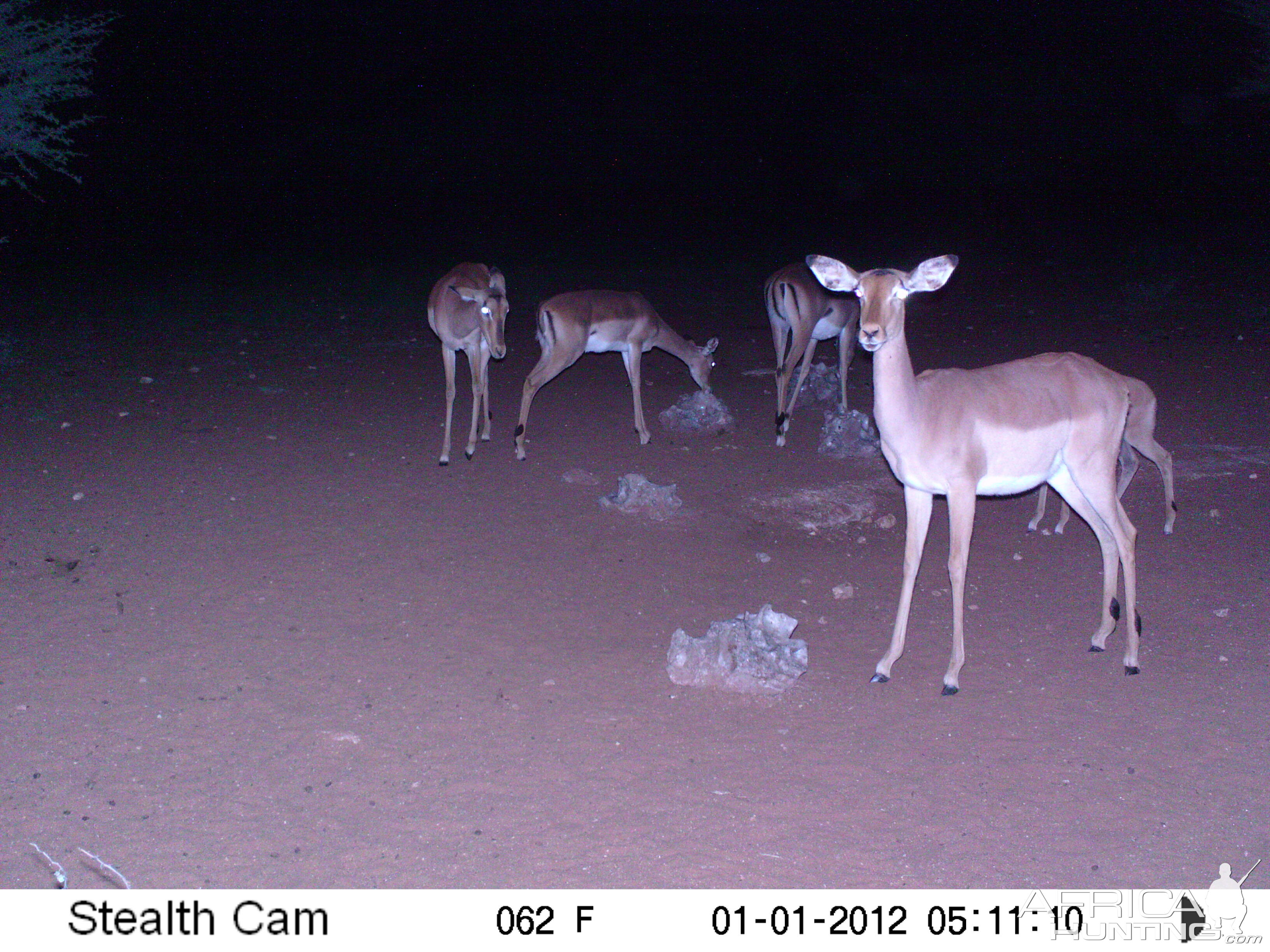 Trail Camera Namibia