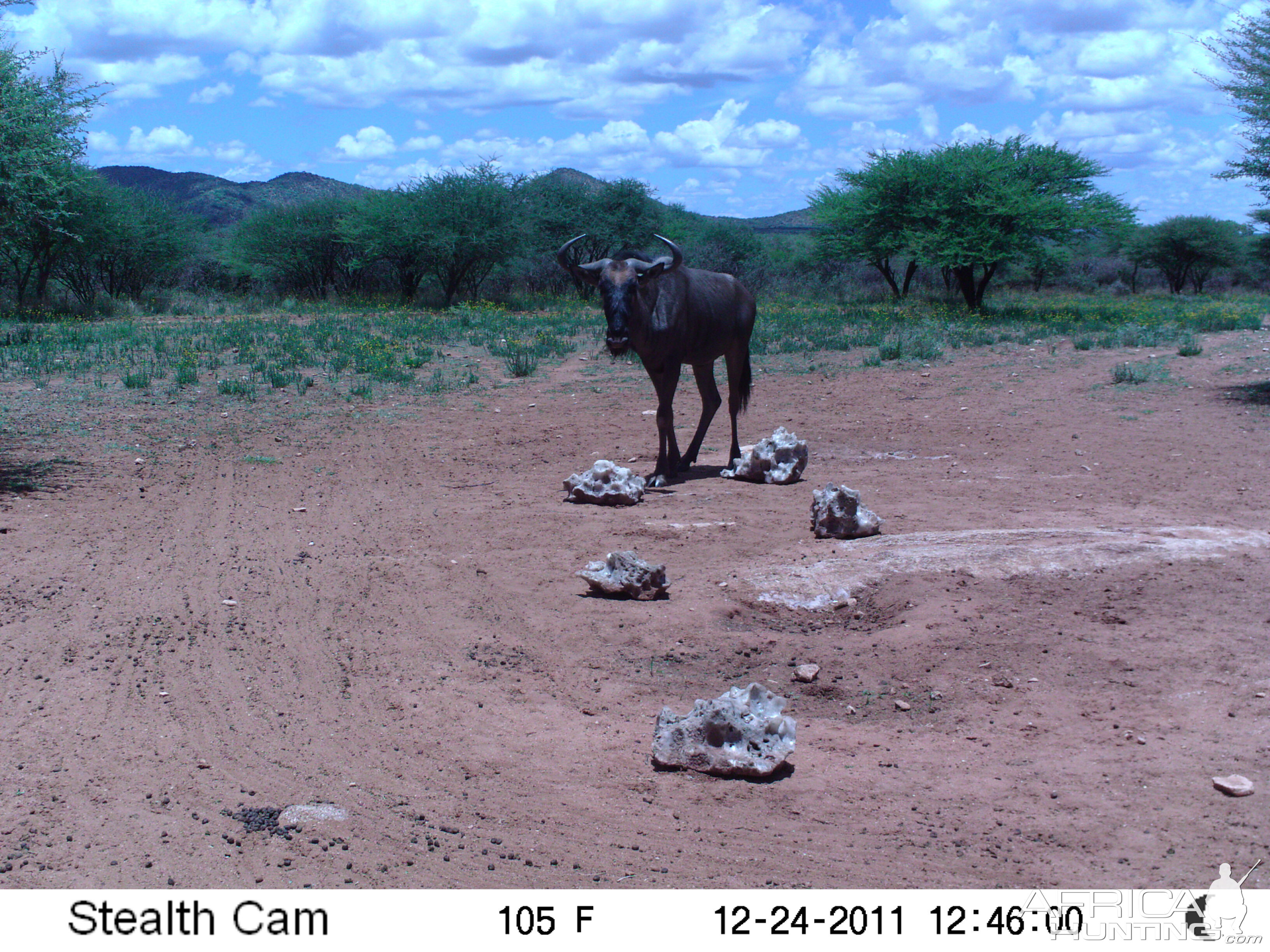 Trail Camera Namibia