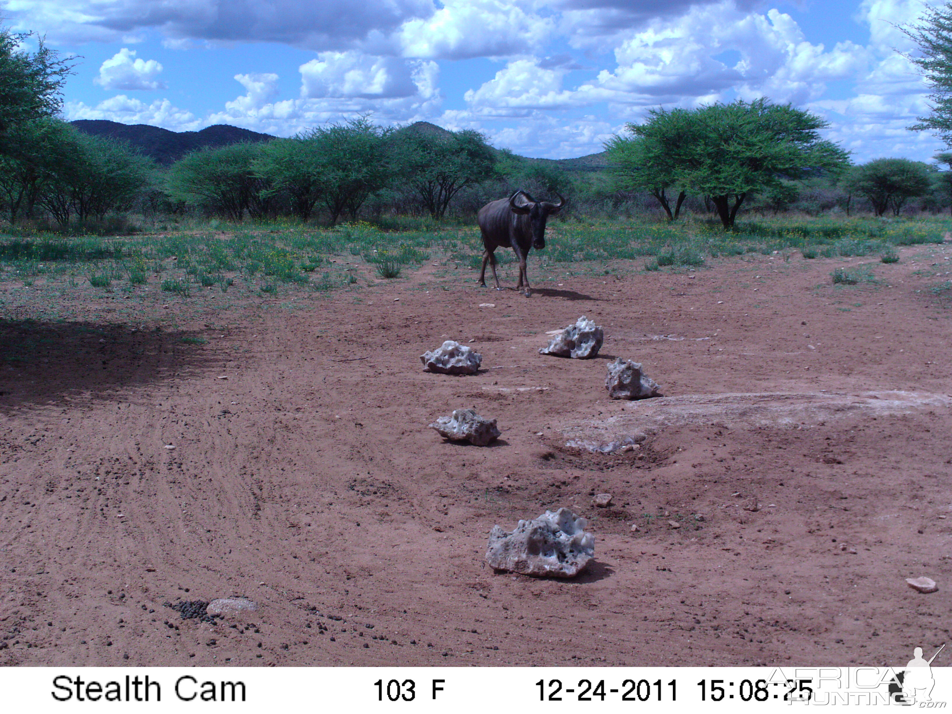 Trail Camera Namibia