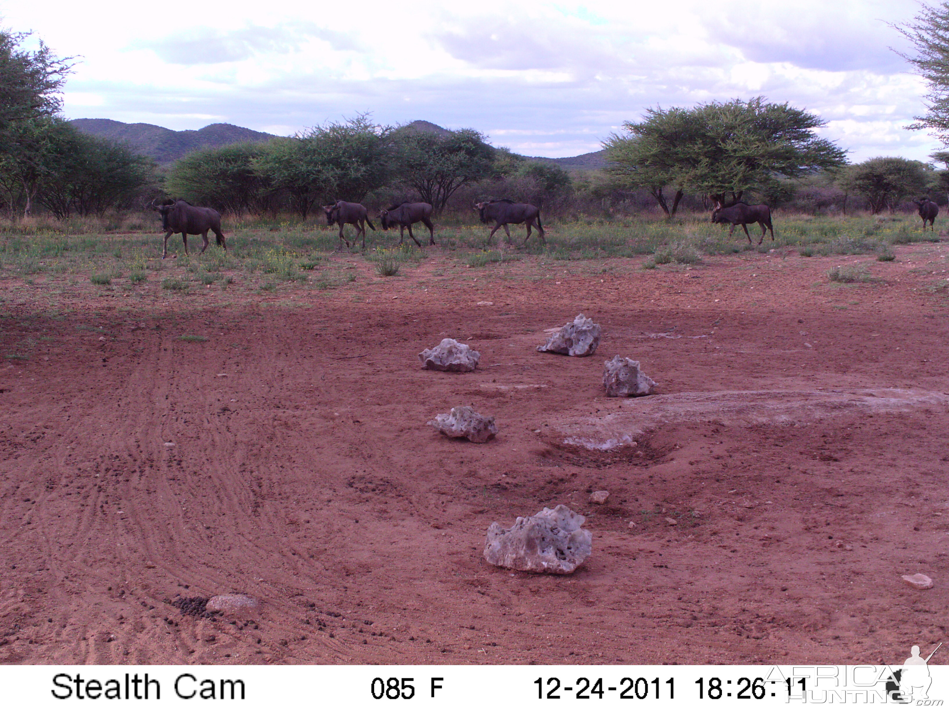 Trail Camera Namibia