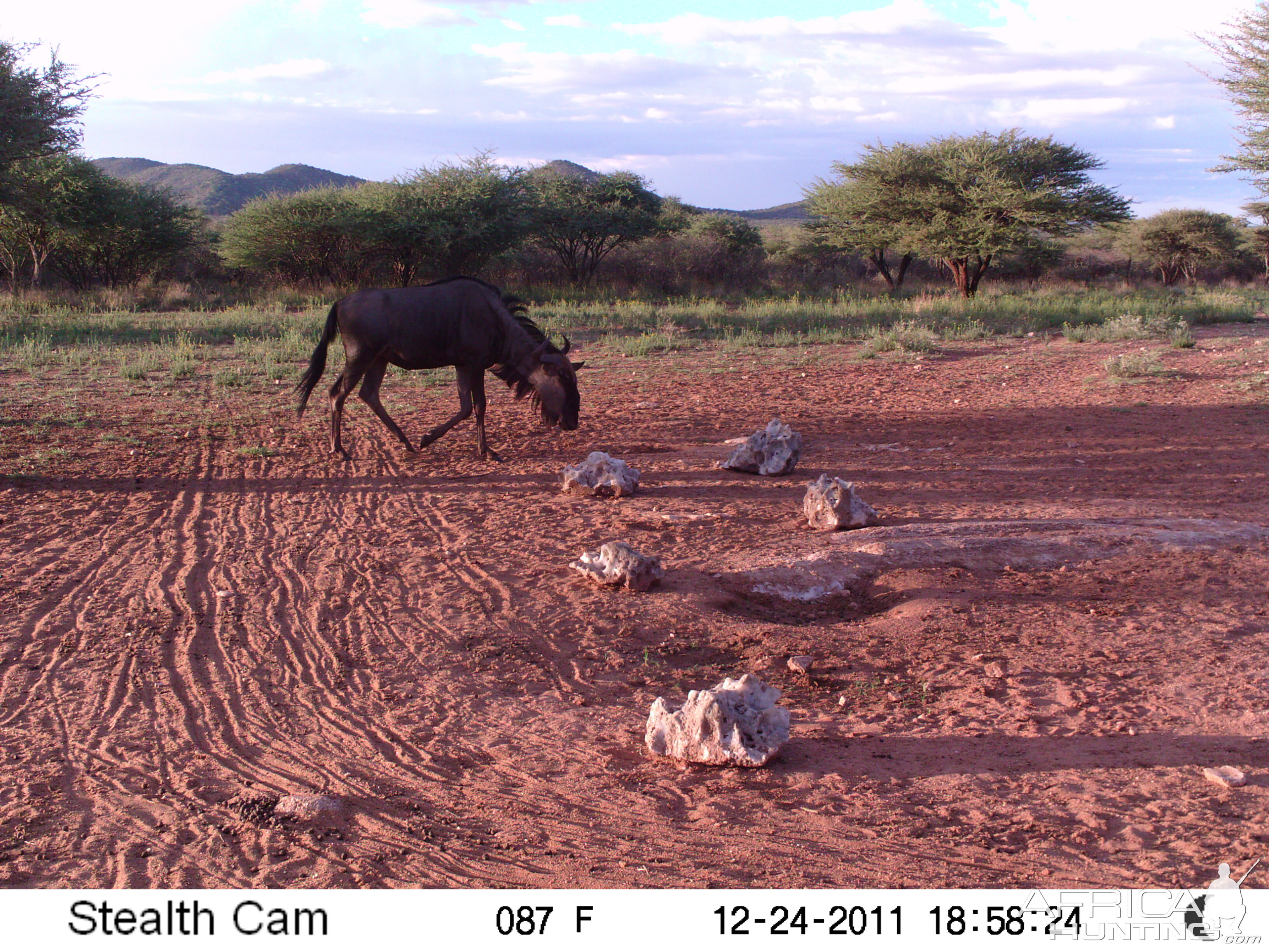 Trail Camera Namibia