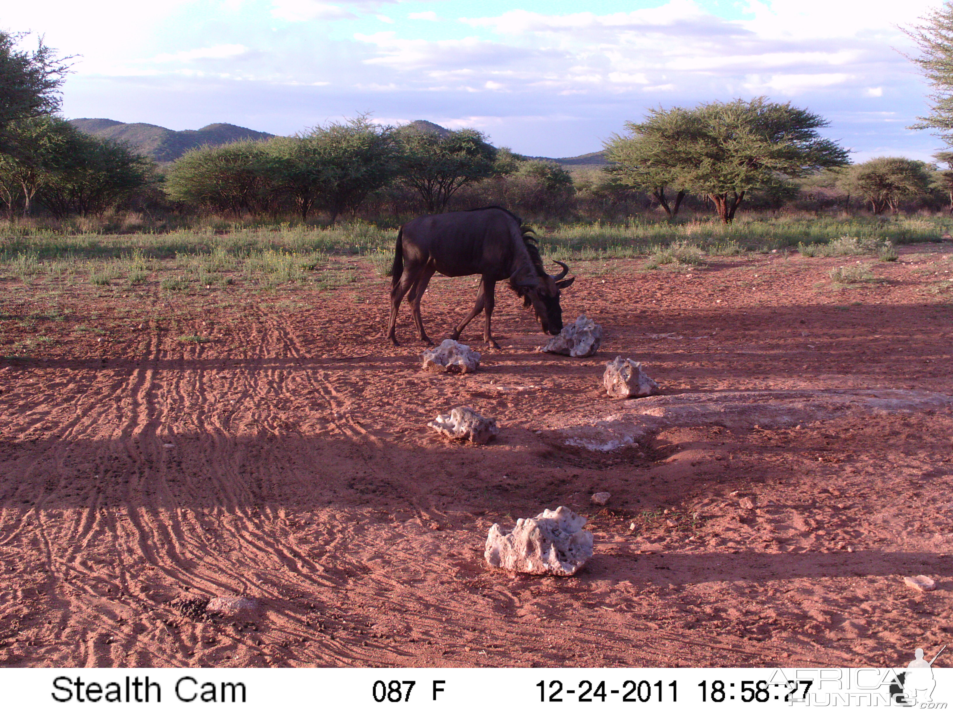 Trail Camera Namibia