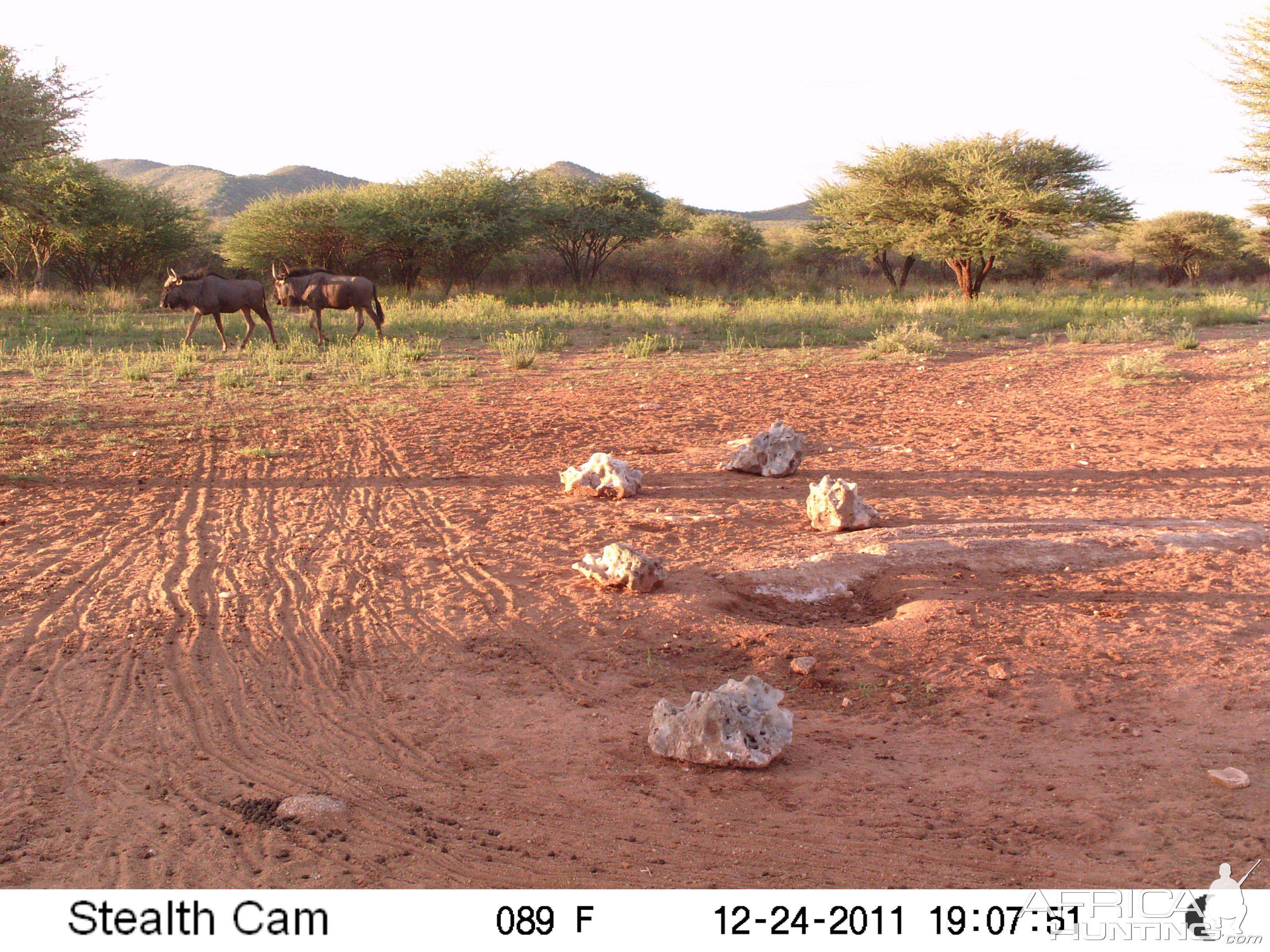 Trail Camera Namibia