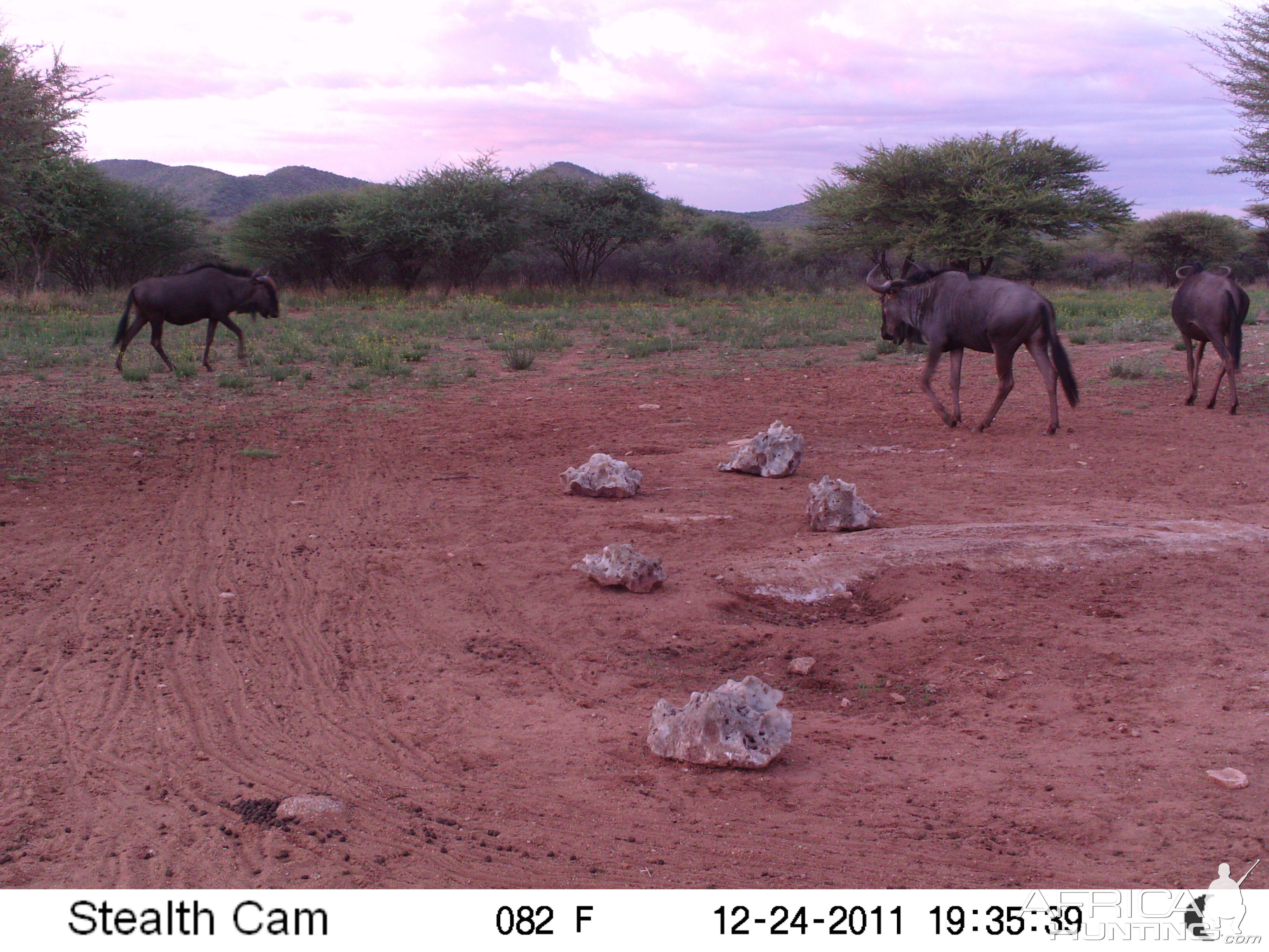 Trail Camera Namibia