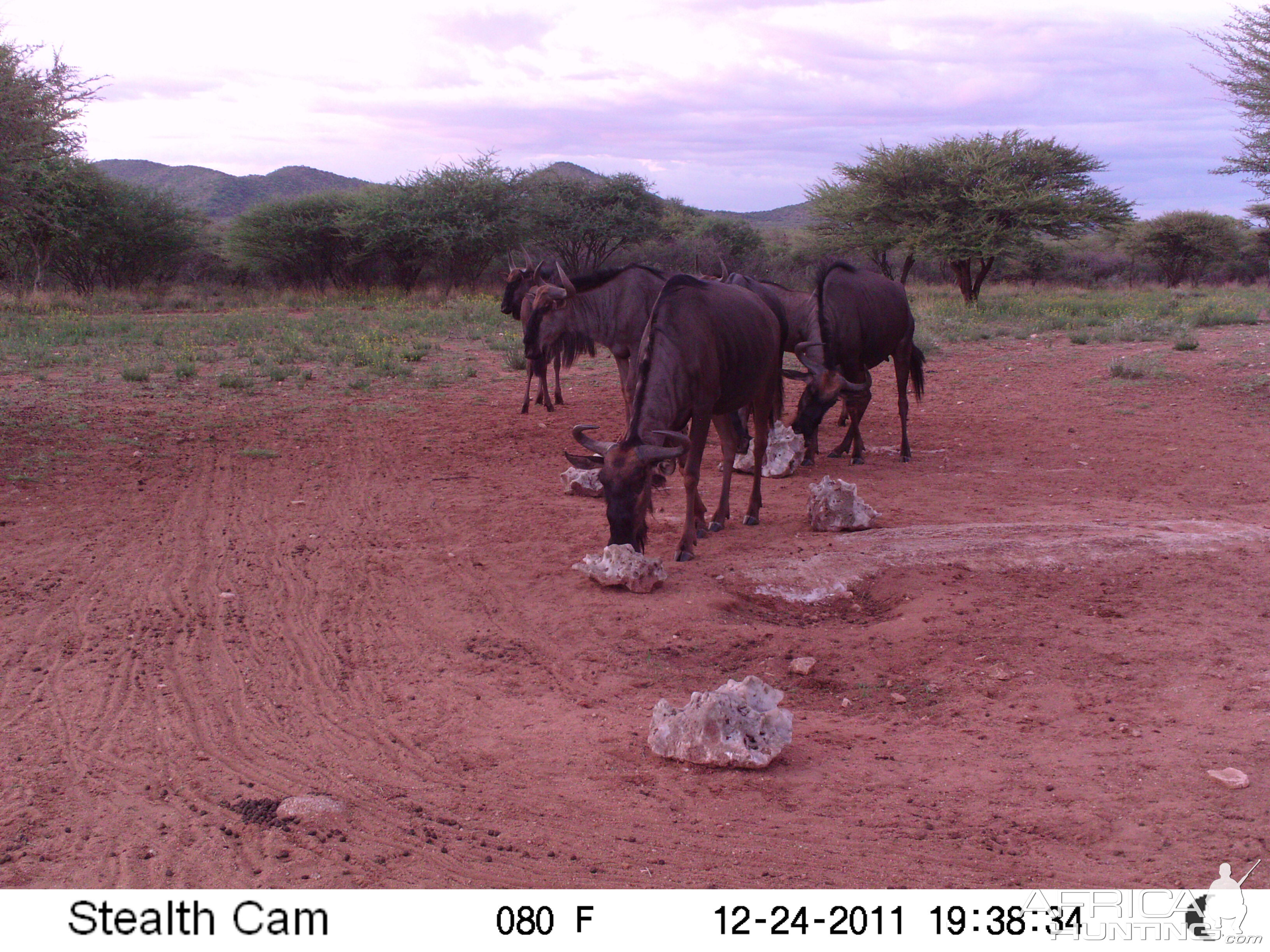 Trail Camera Namibia