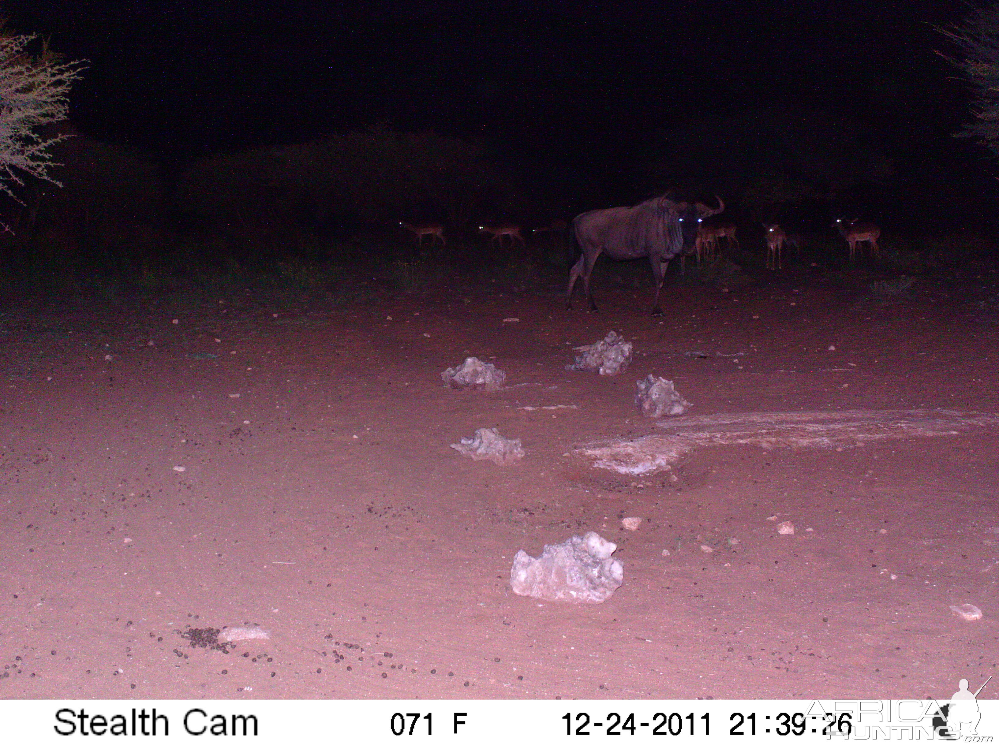 Trail Camera Namibia