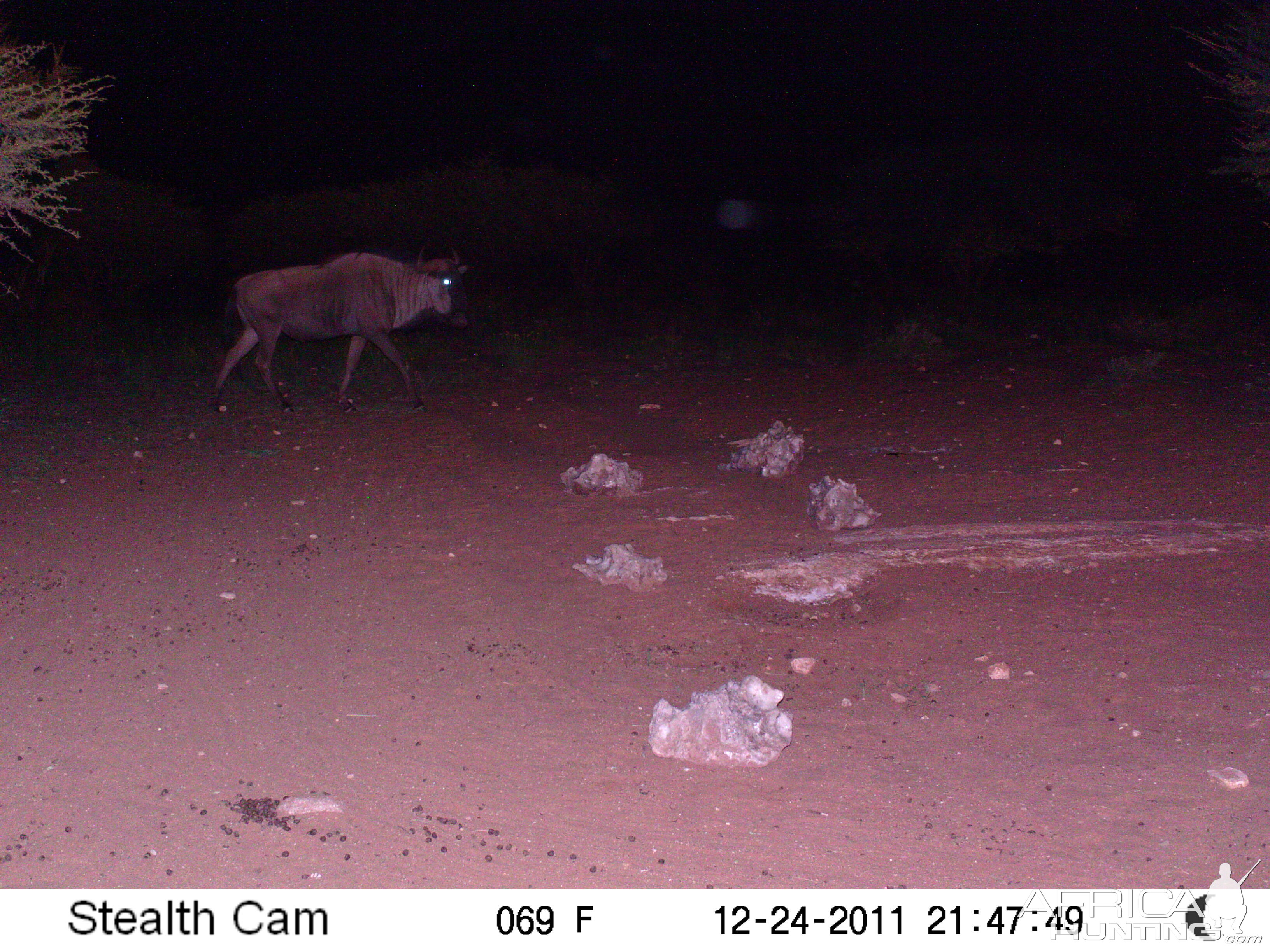 Trail Camera Namibia