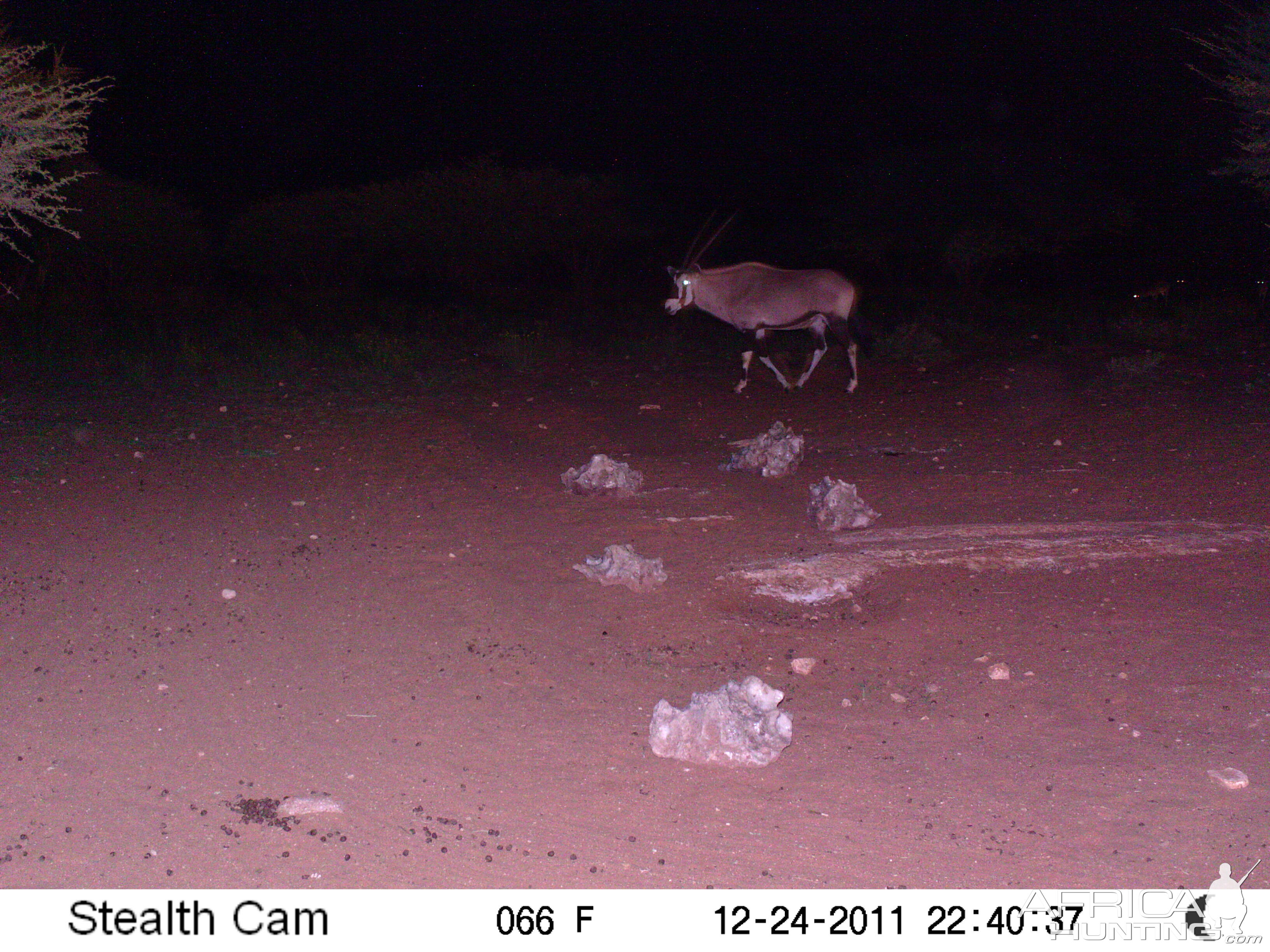 Trail Camera Namibia