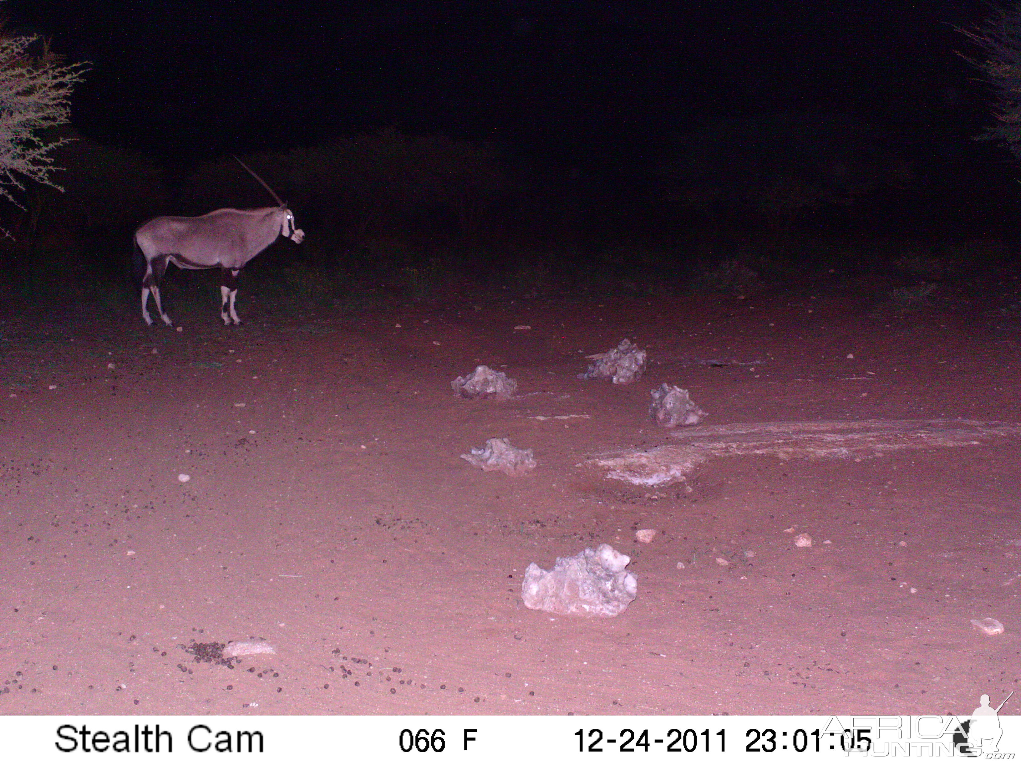 Trail Camera Namibia