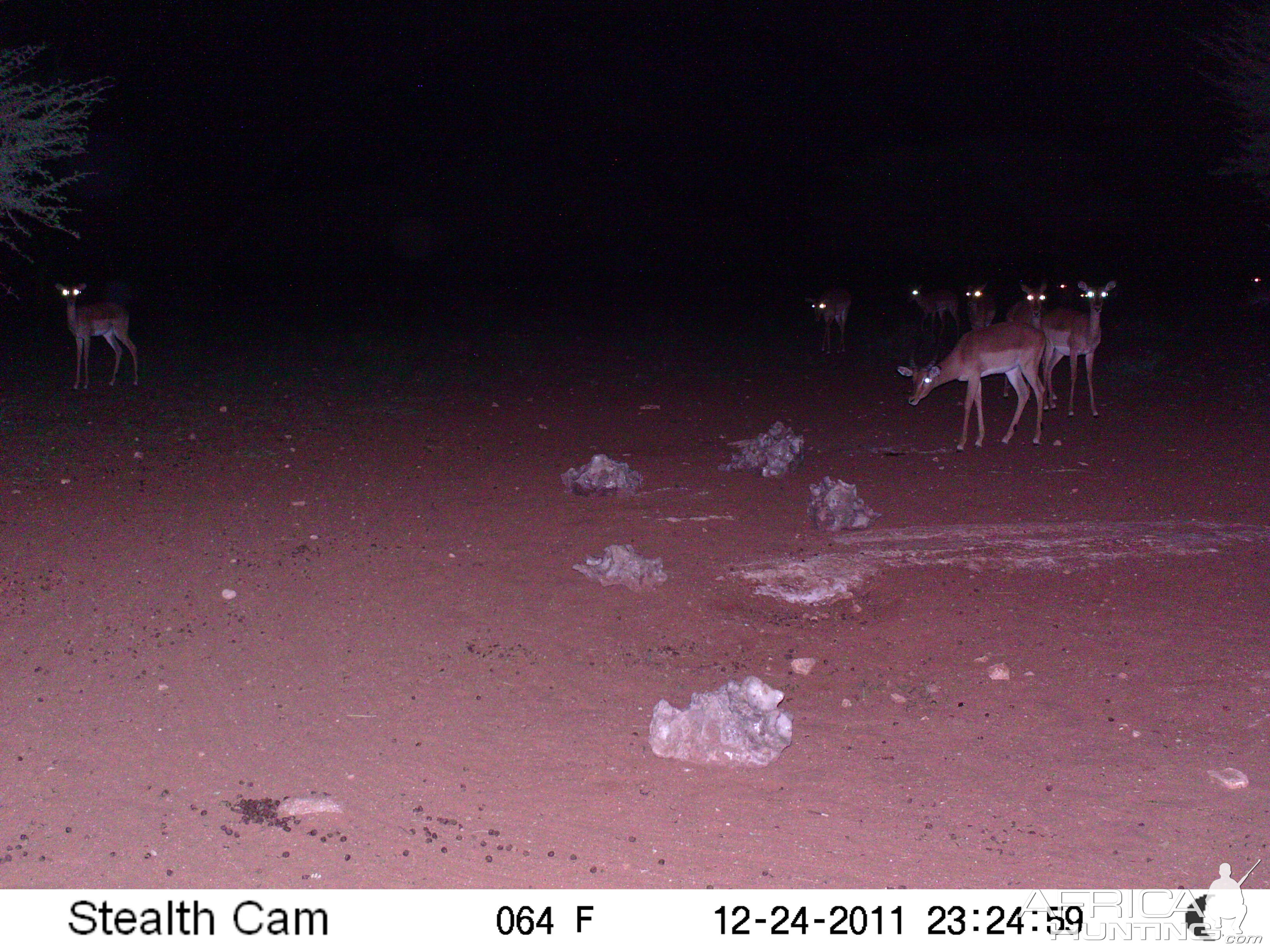 Trail Camera Namibia