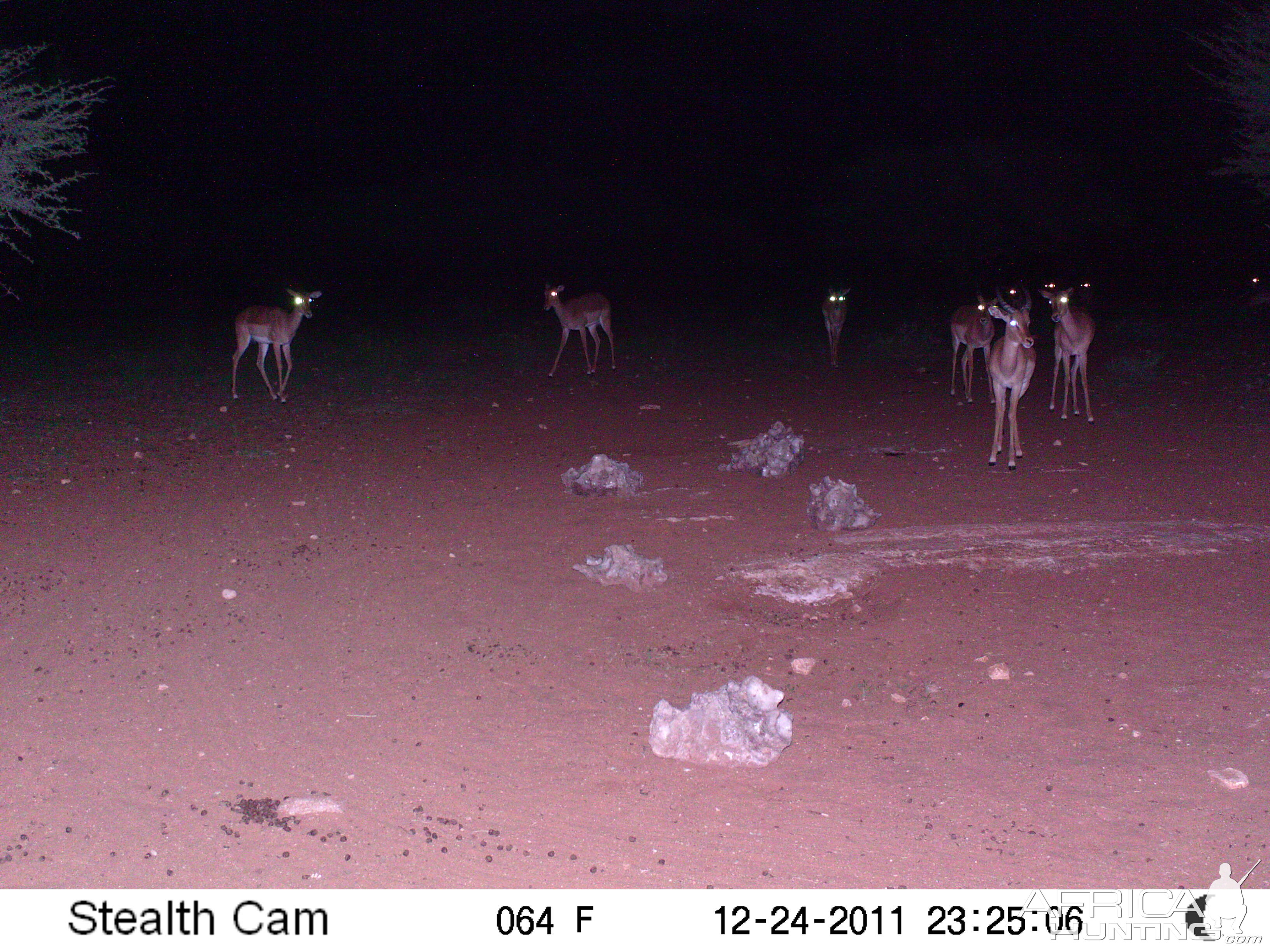 Trail Camera Namibia