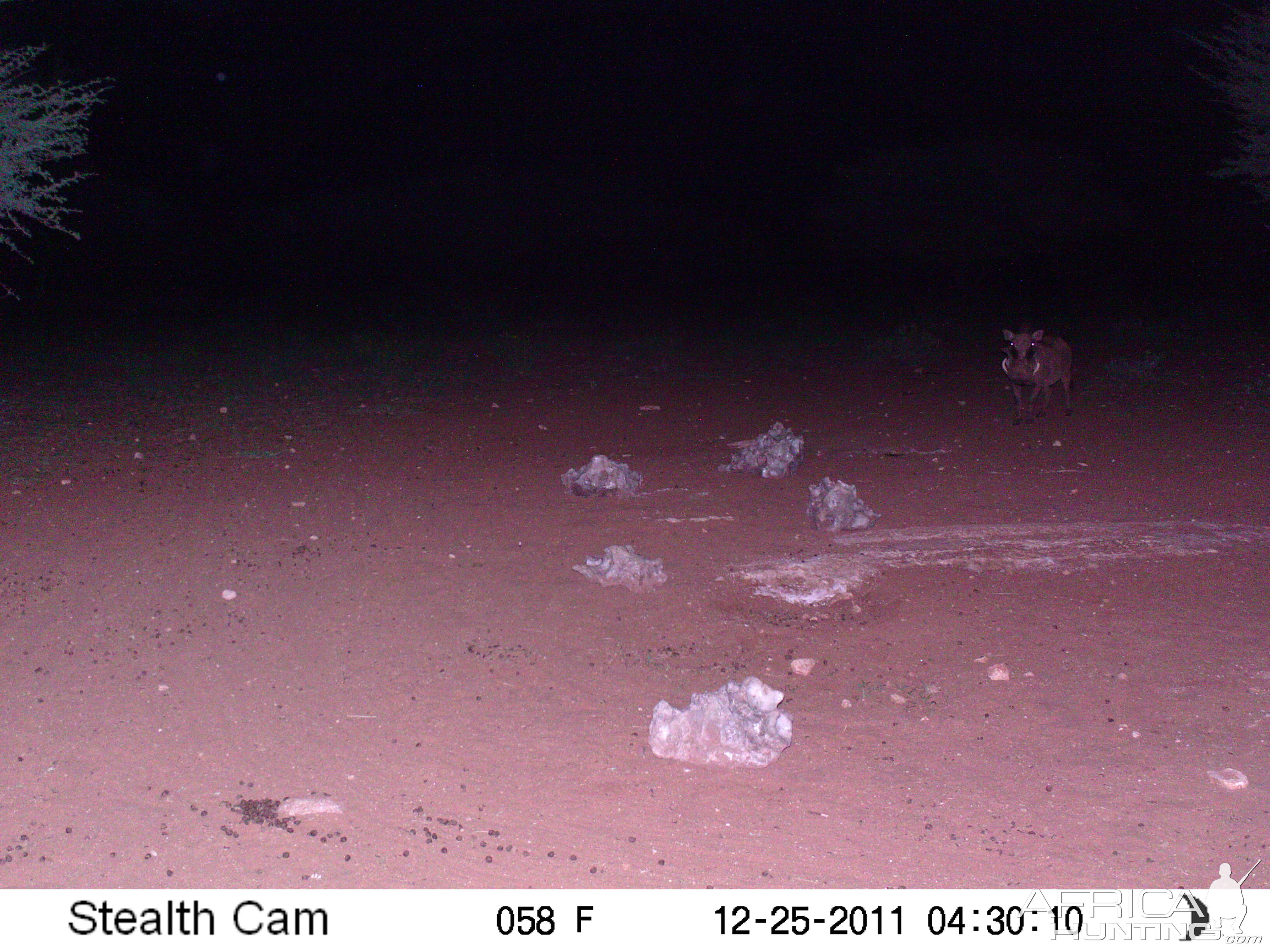 Trail Camera Namibia