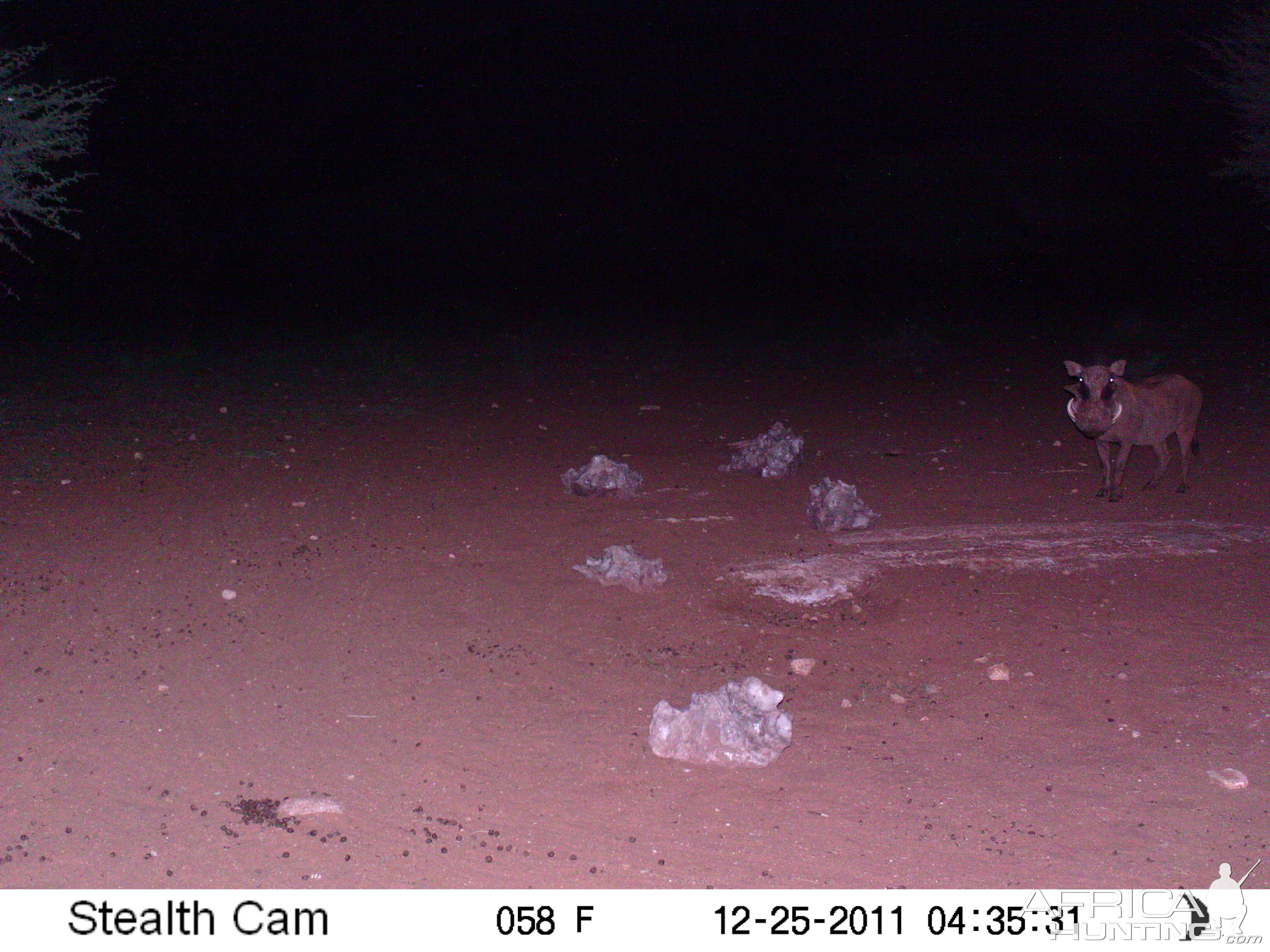 Trail Camera Namibia