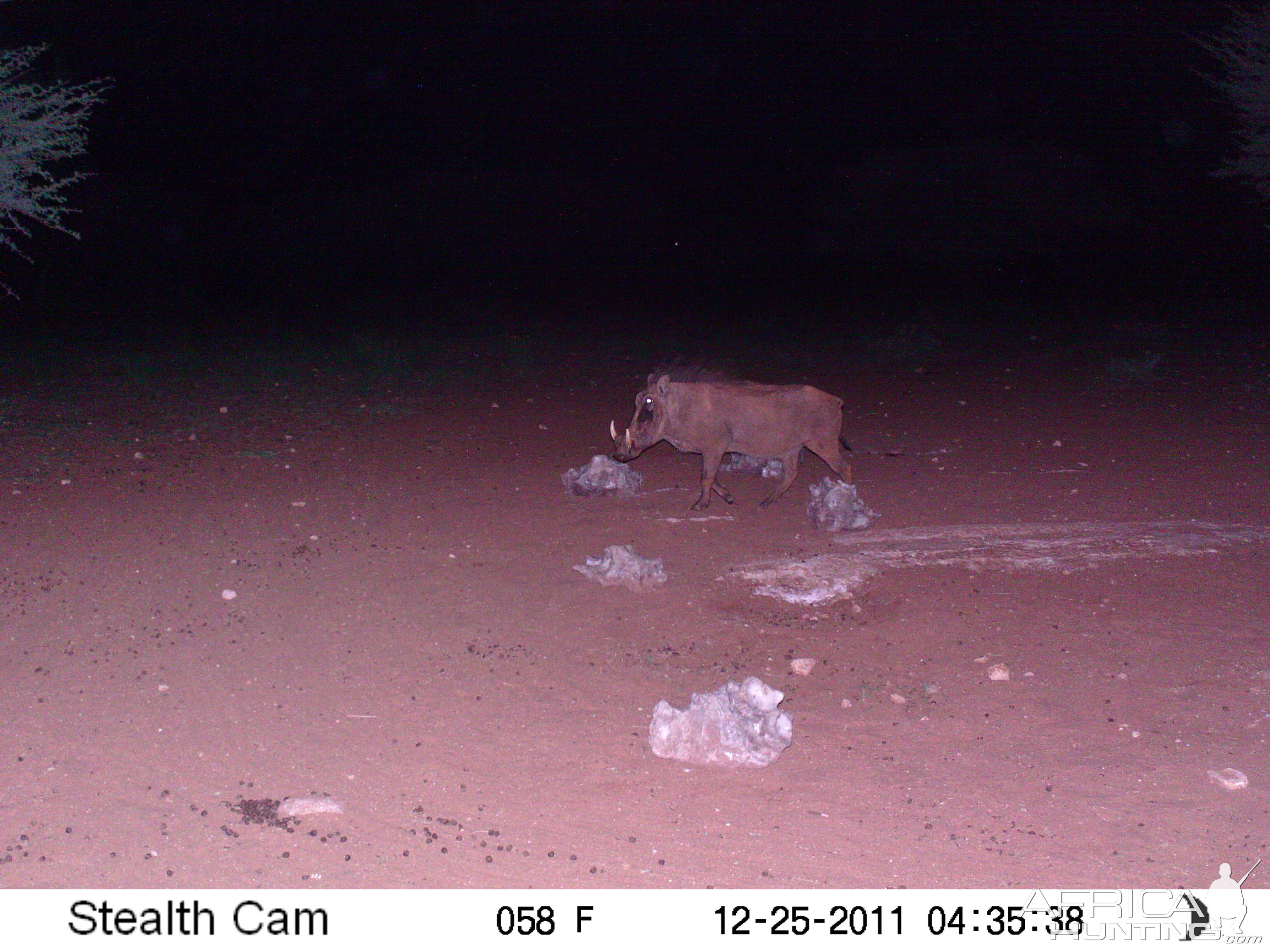 Trail Camera Namibia