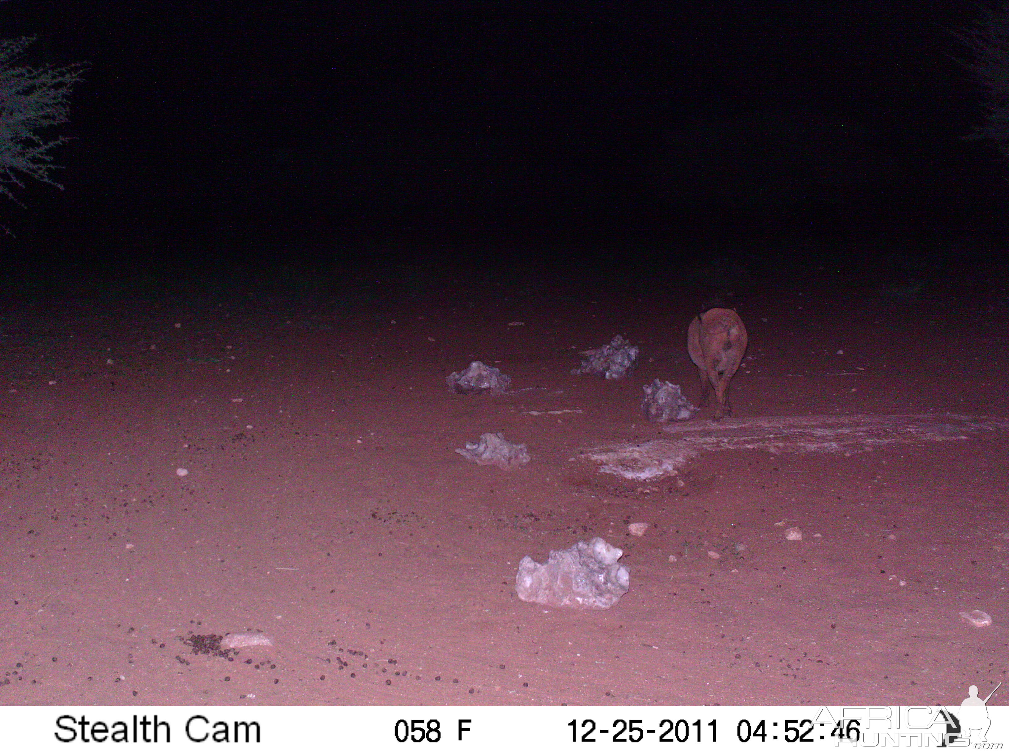 Trail Camera Namibia